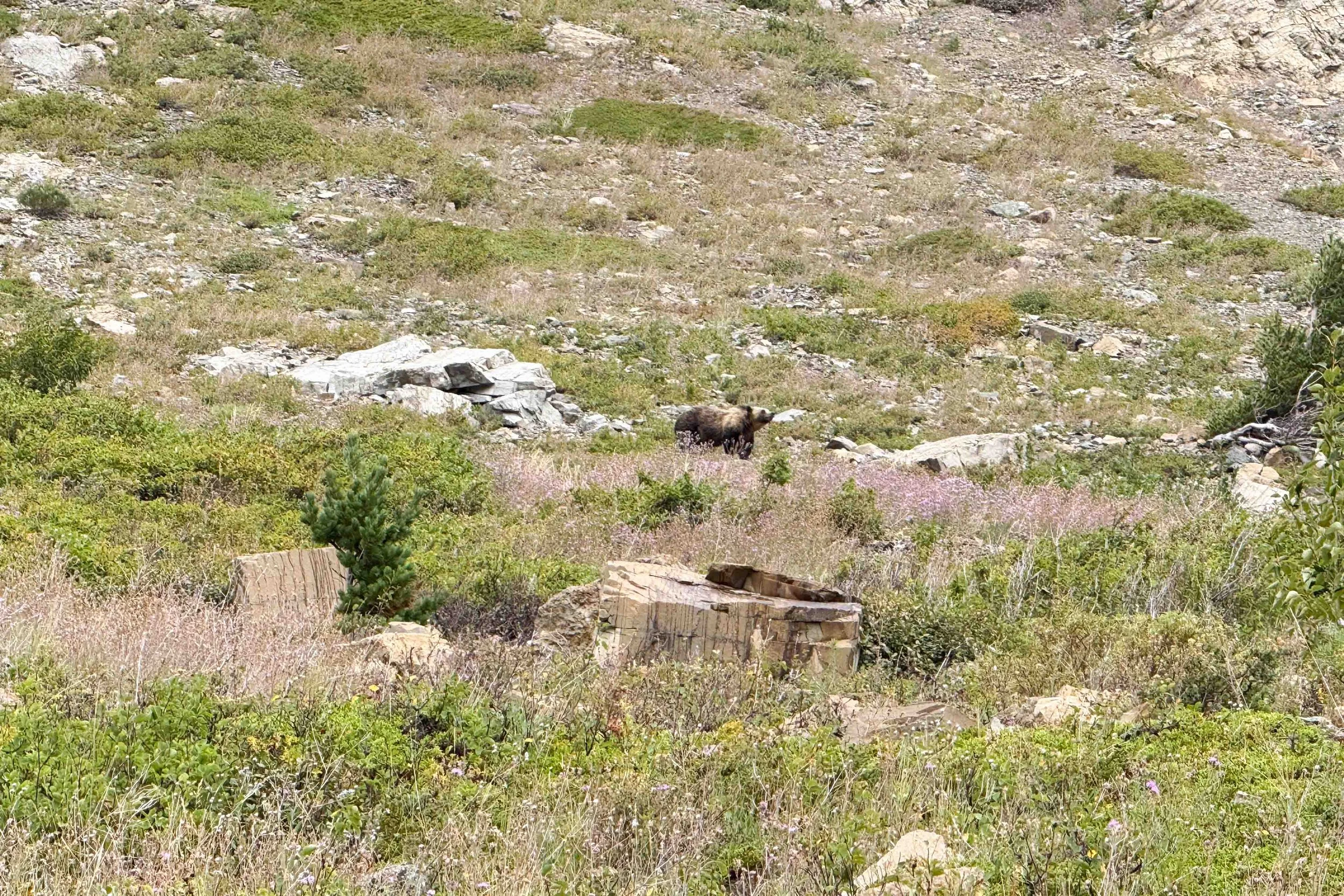 Grizzly bear sighting at Glacier