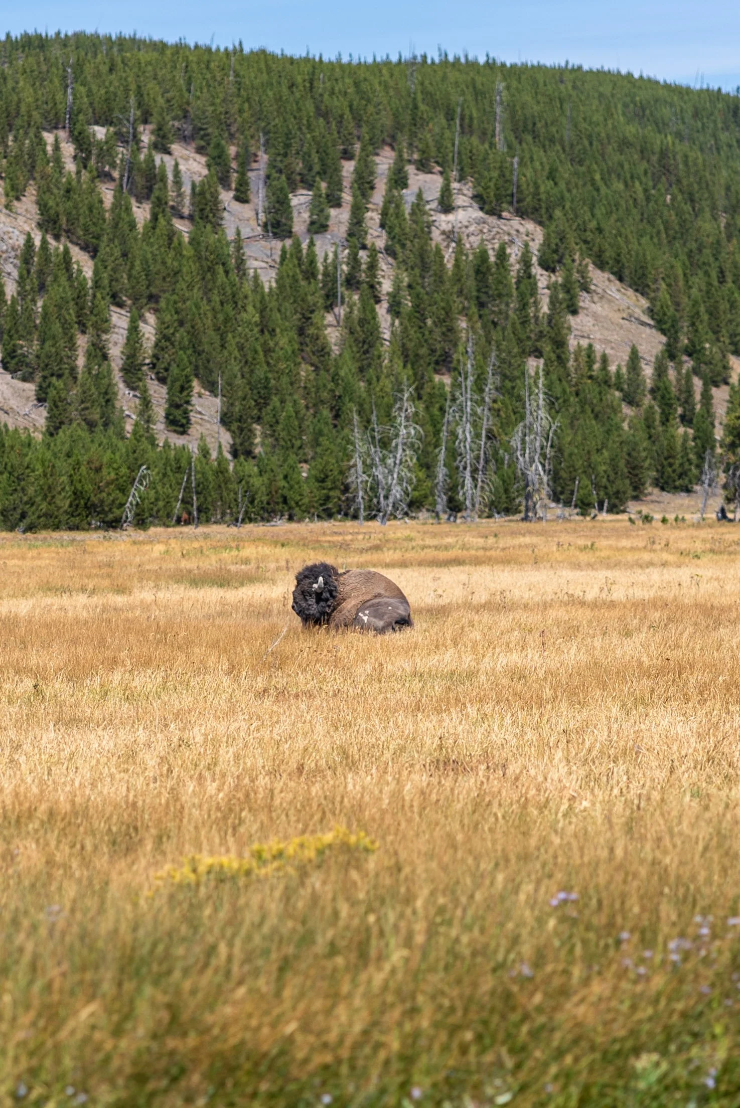bison laying down in the meadows of Yellowstone
