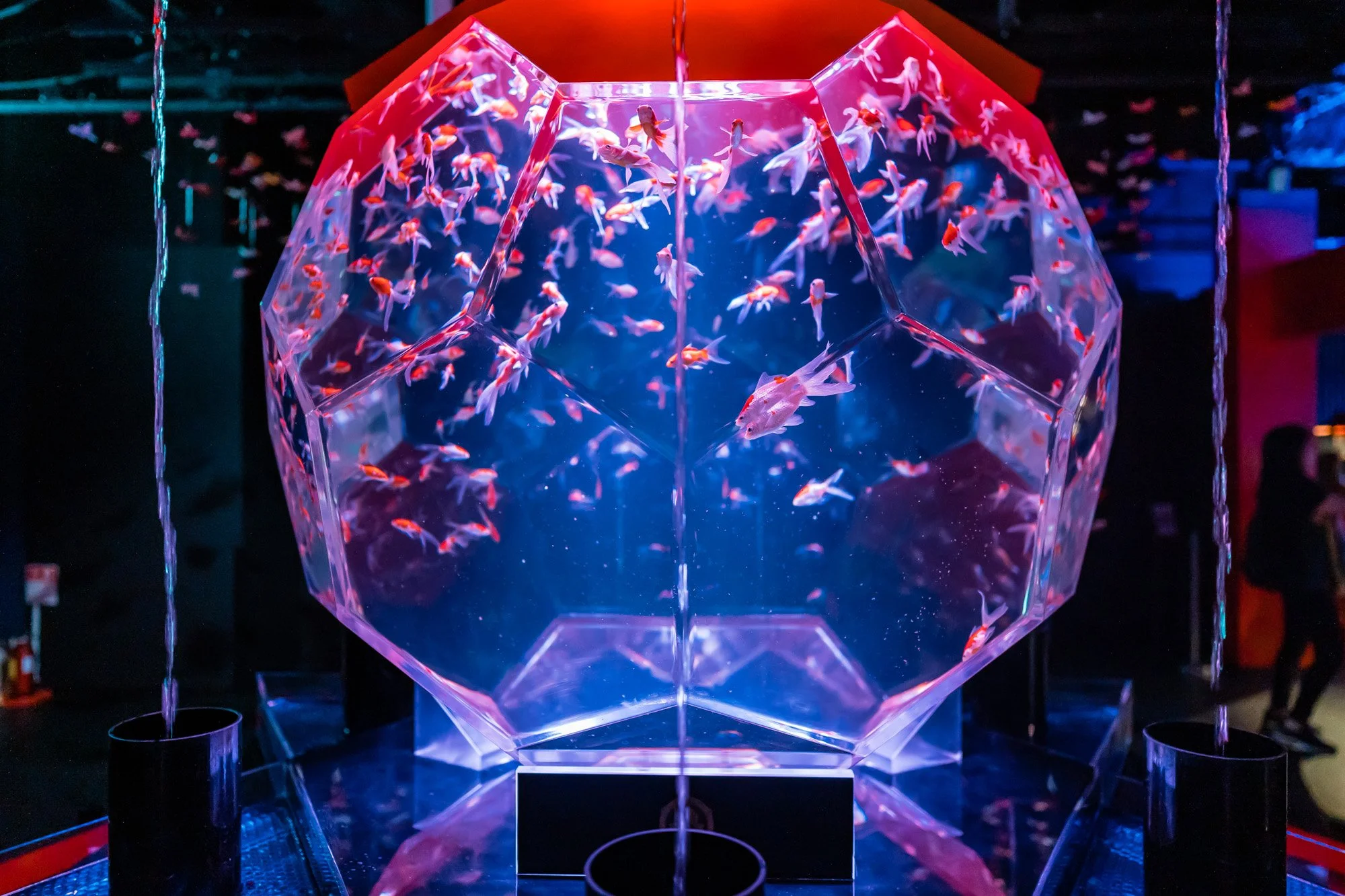 Large Goldfish Tank Museum Display Tank preview