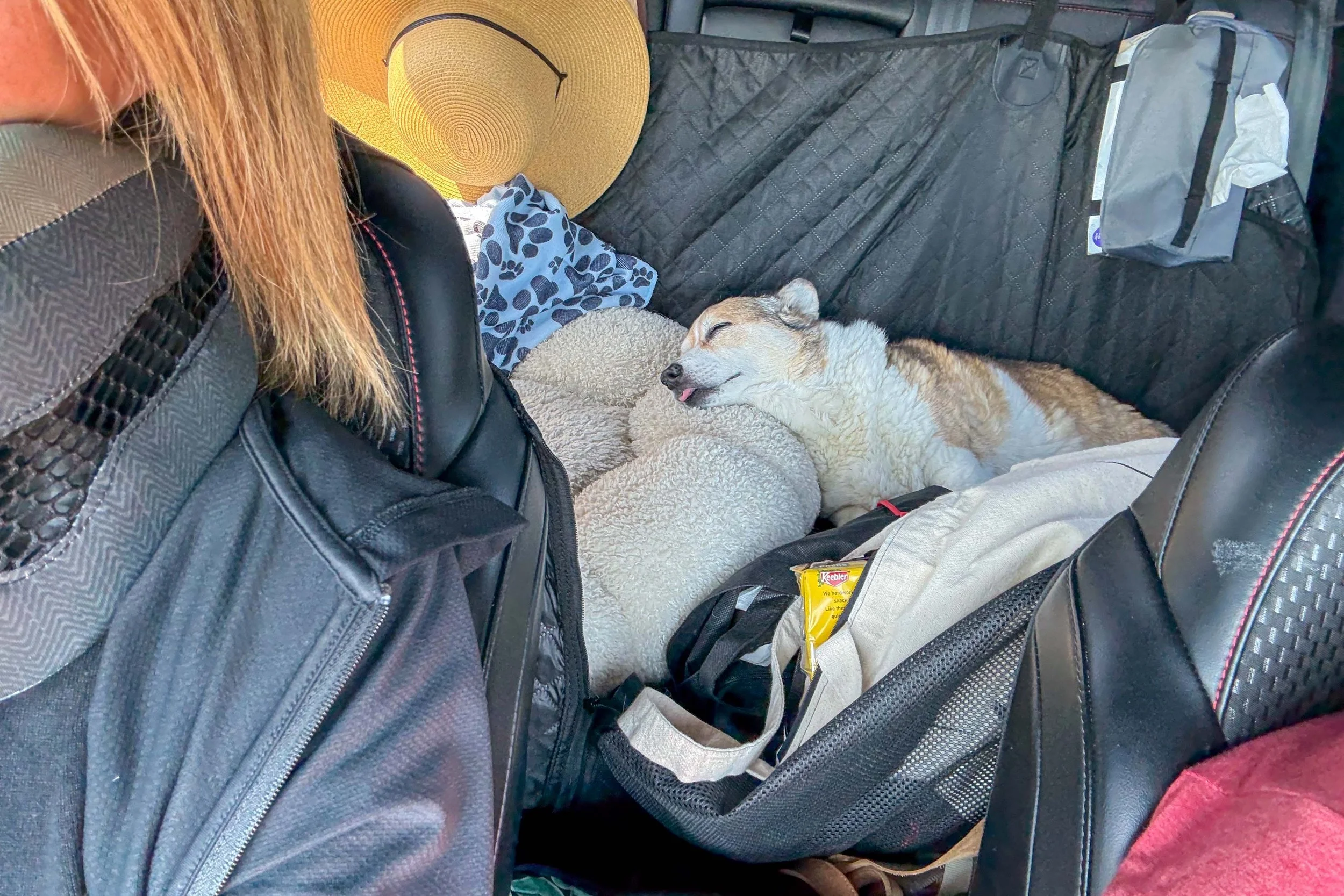 Corgi sound asleep in the backseat of the car