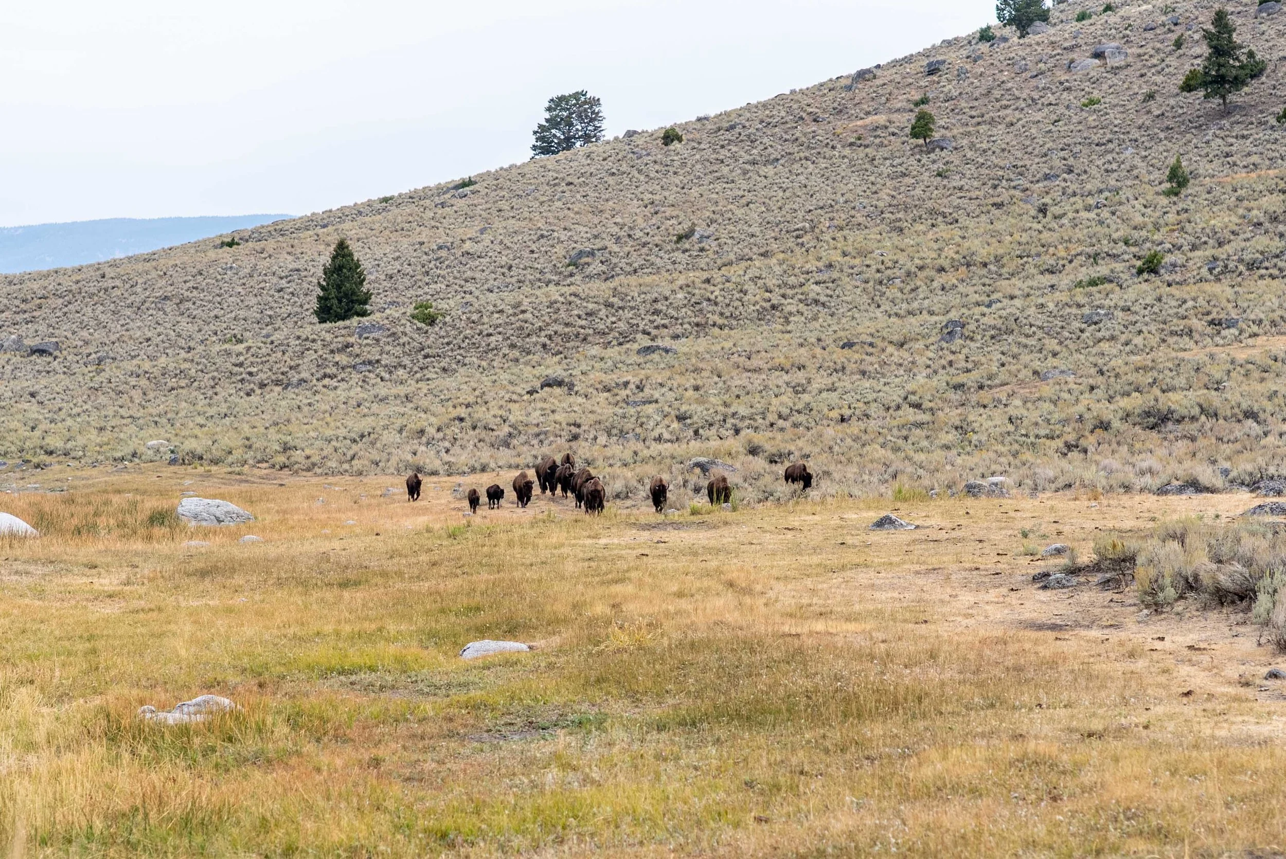 Herd of bison at Lamar Valley