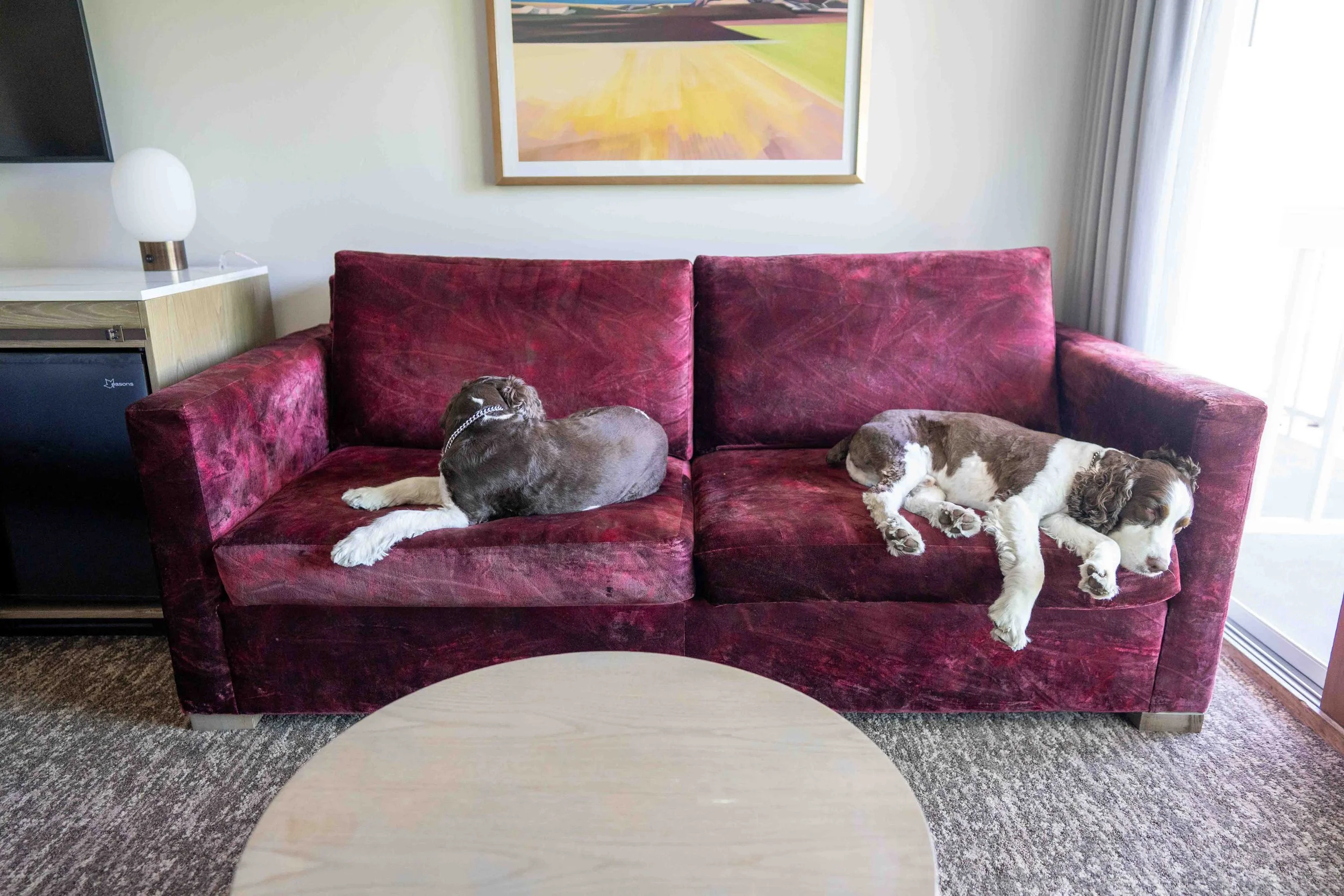 two dogs sleeping on a couch