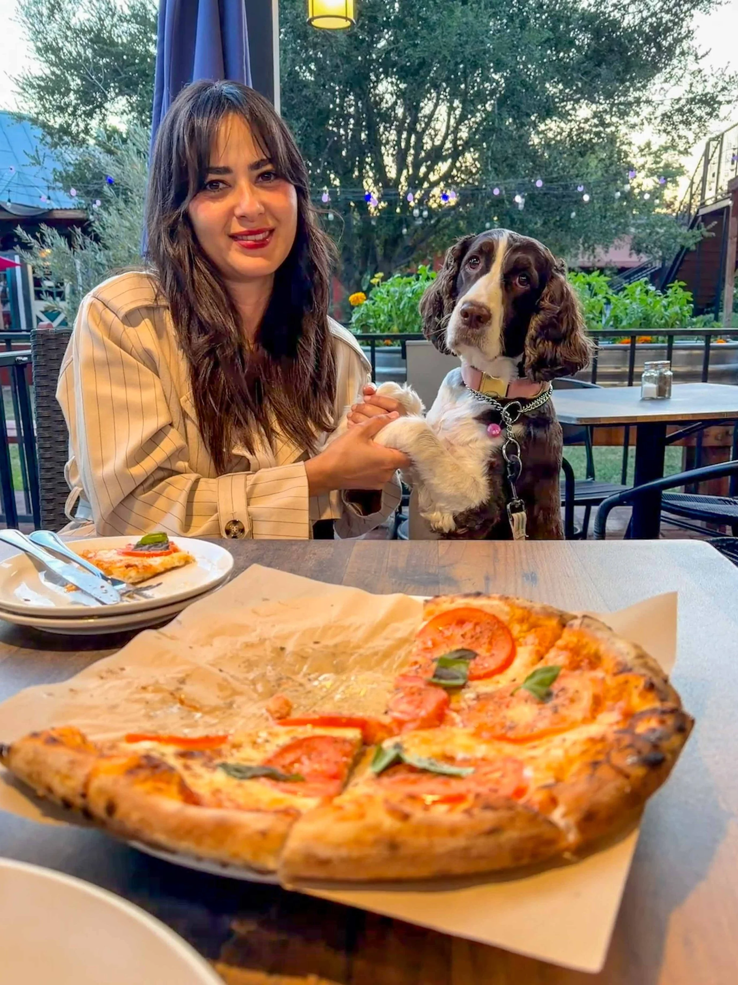 dog looking at a pizza