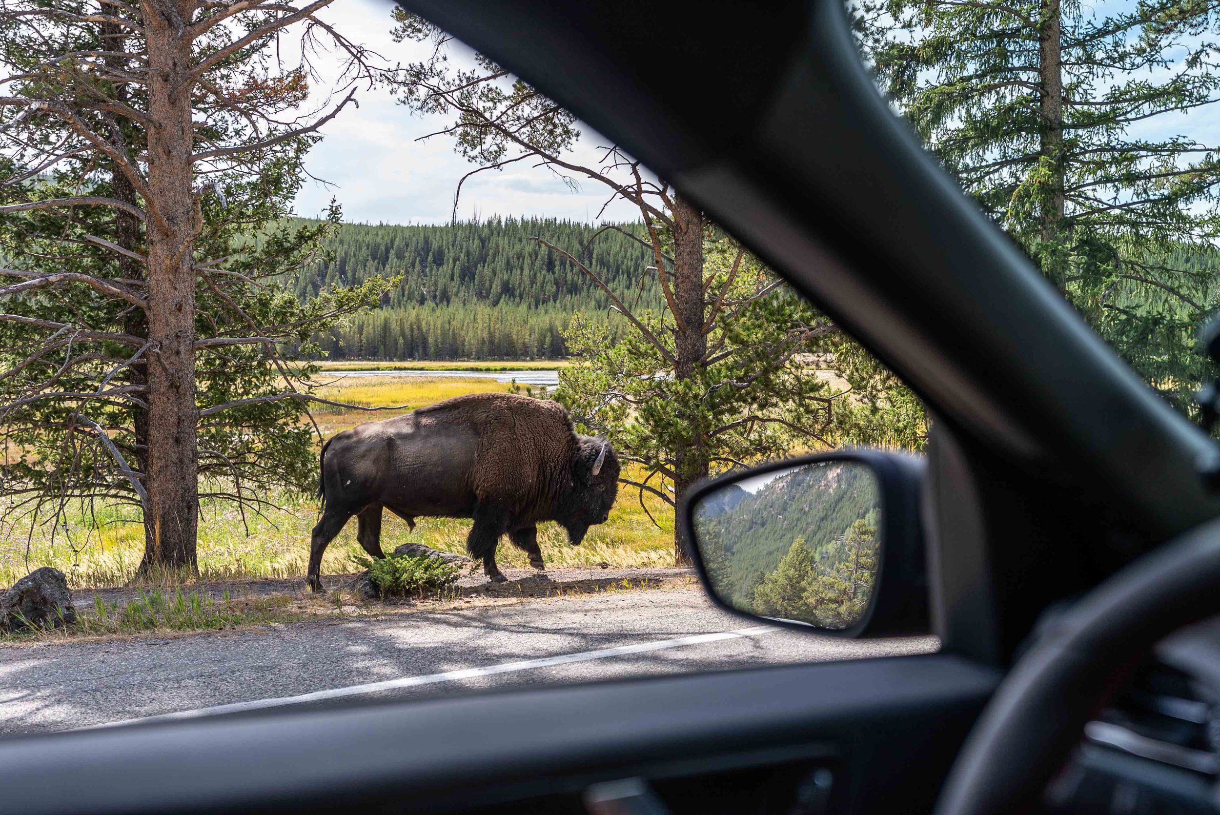 Driving next to a bison