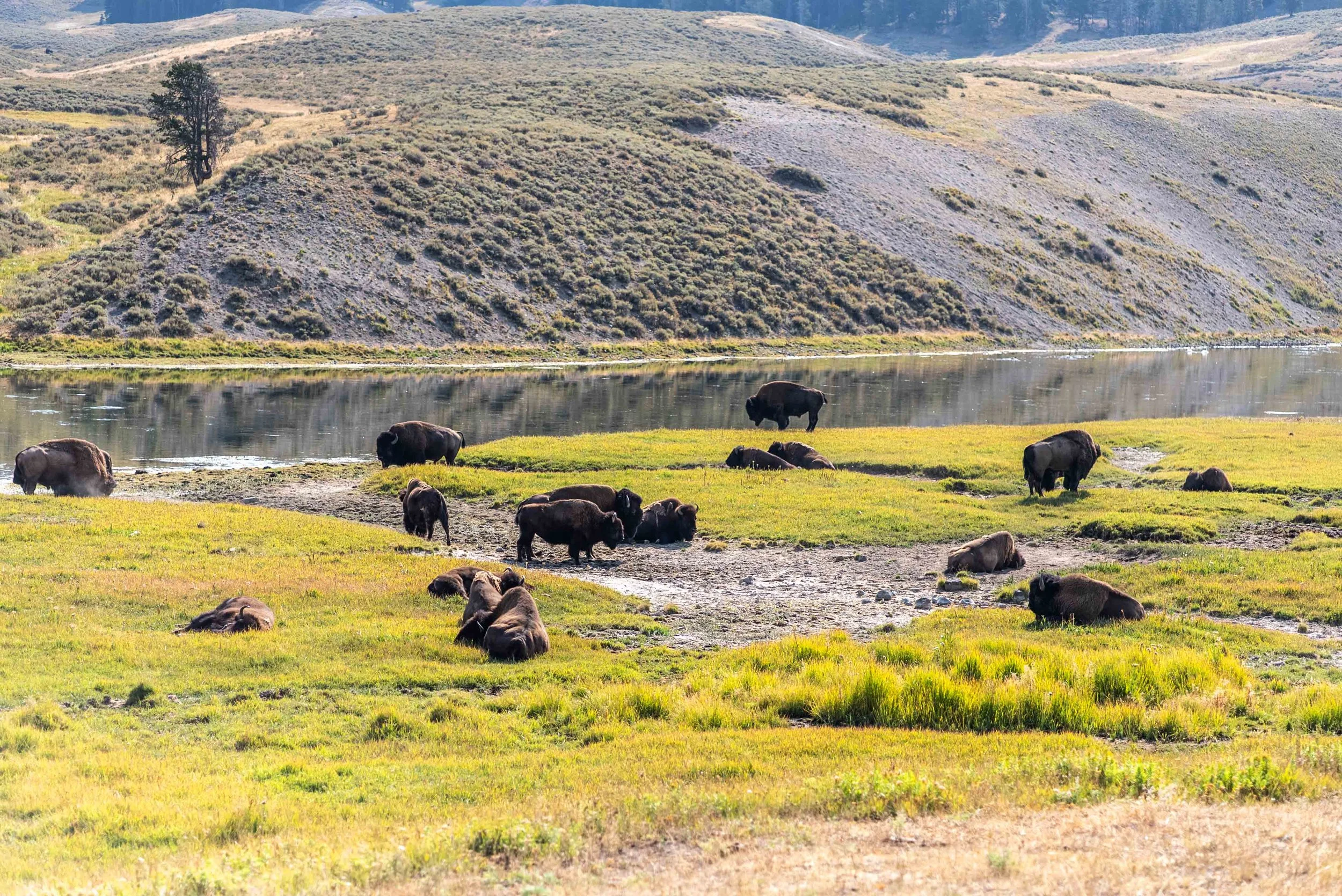Lots of bison at Hayden Valley