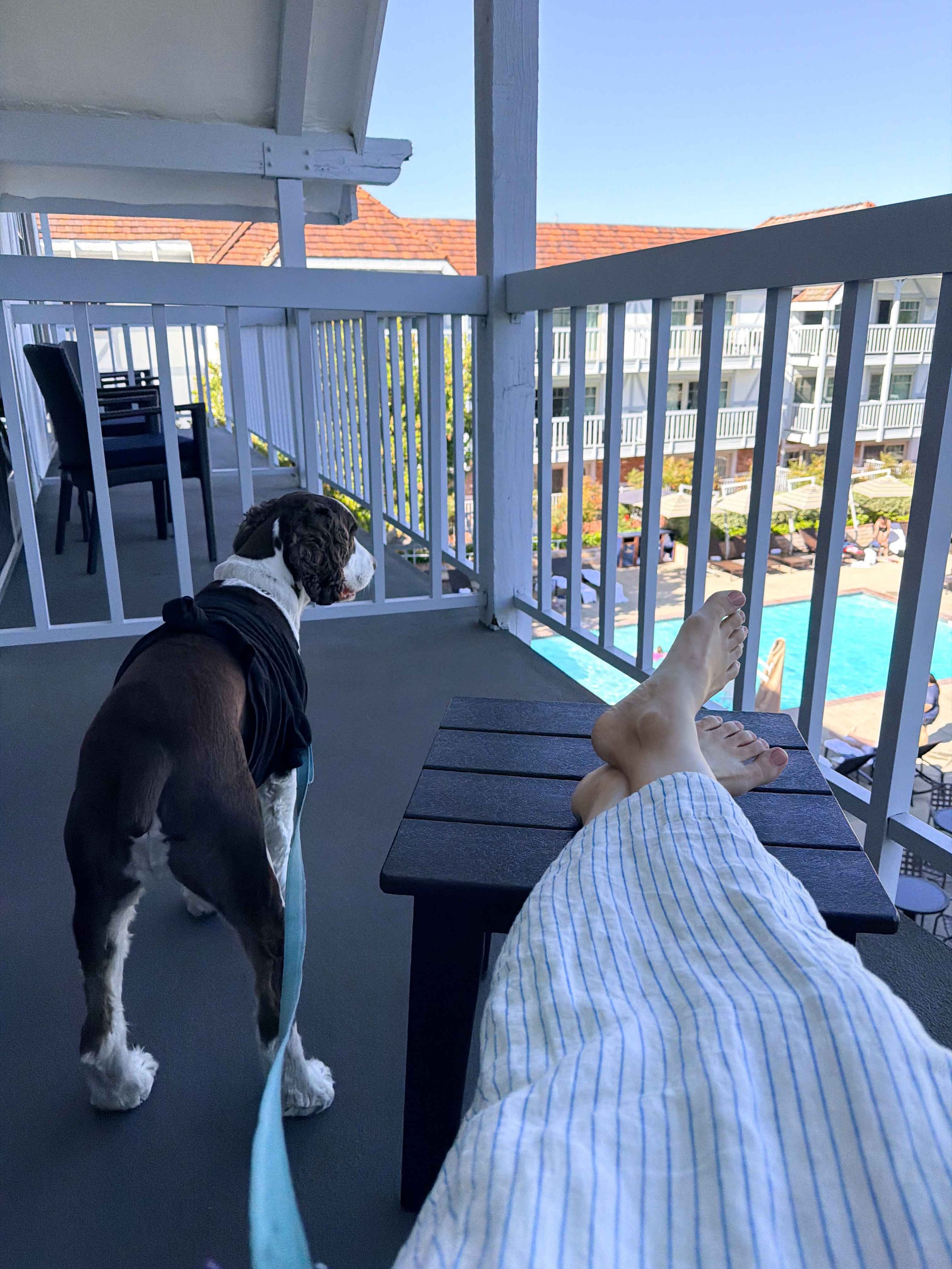 dog people watching