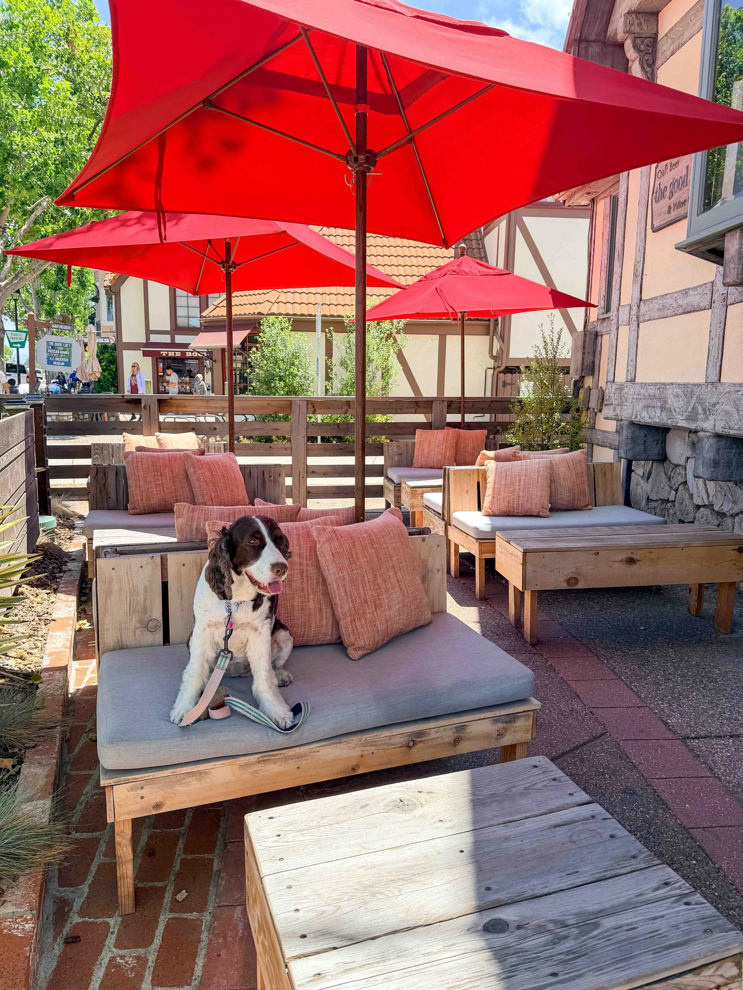 dog sitting outside under an umbrella