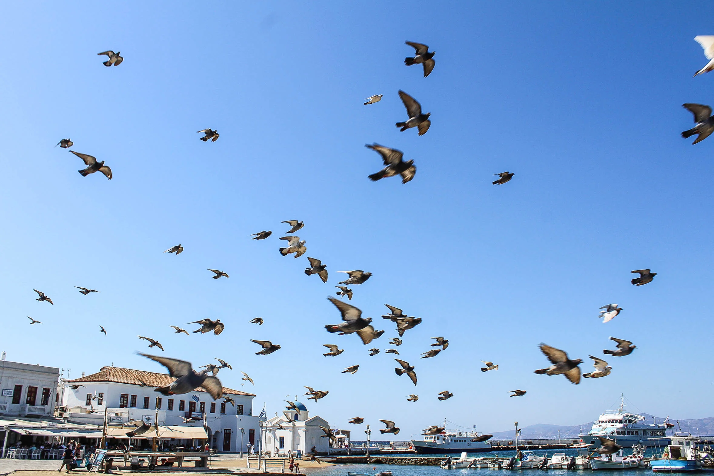 Mykonos Birds 1.jpg