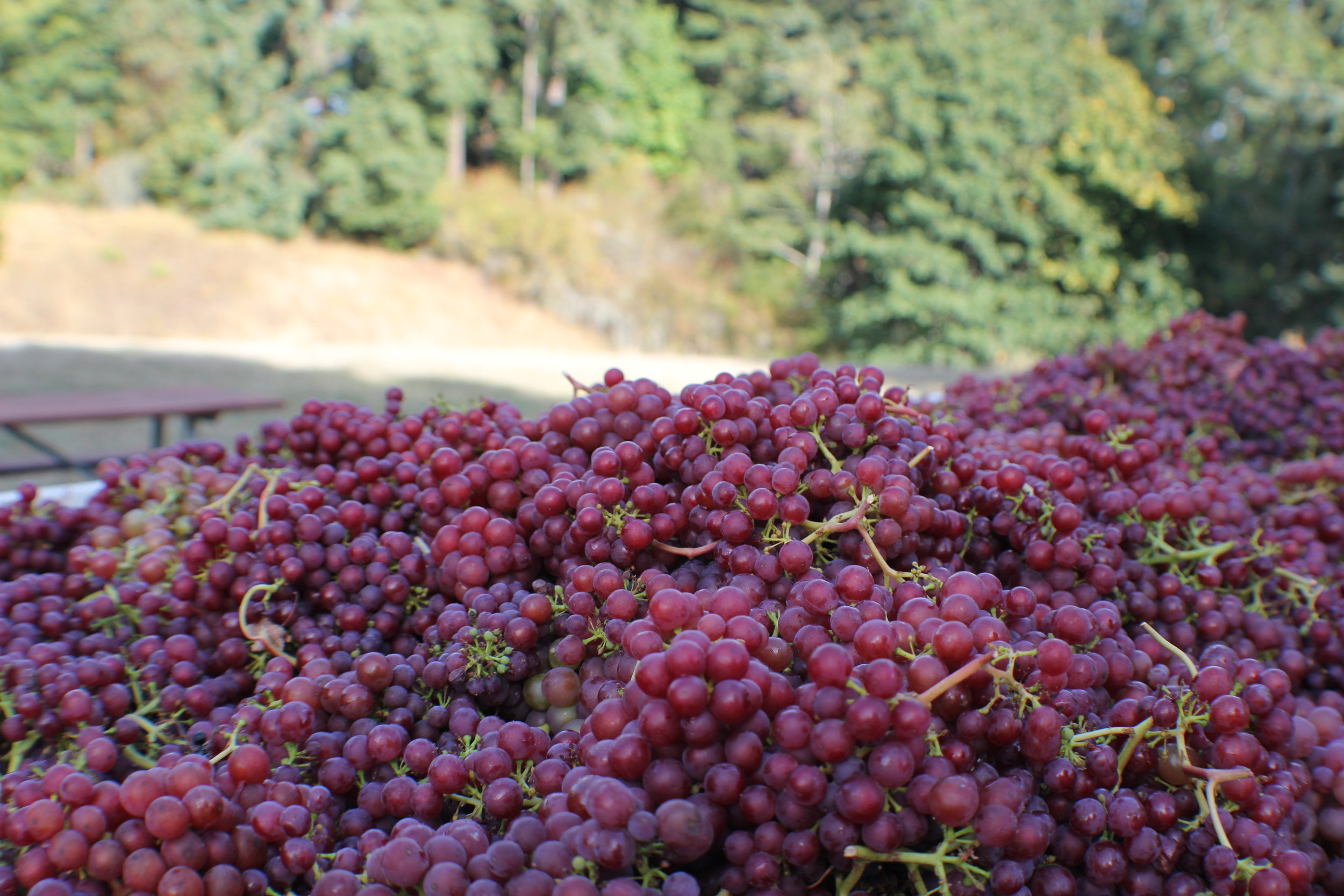 Siegerrebe harvest 2017