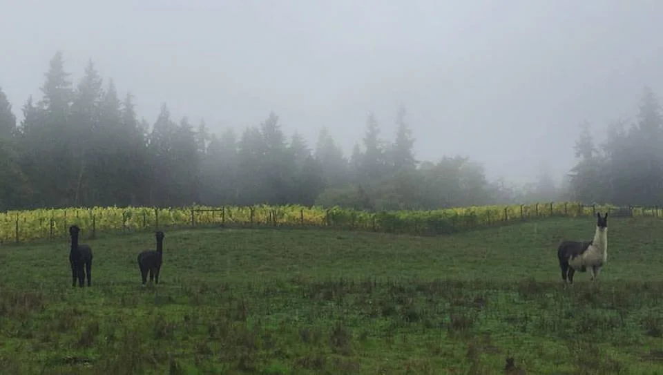 Farm animals