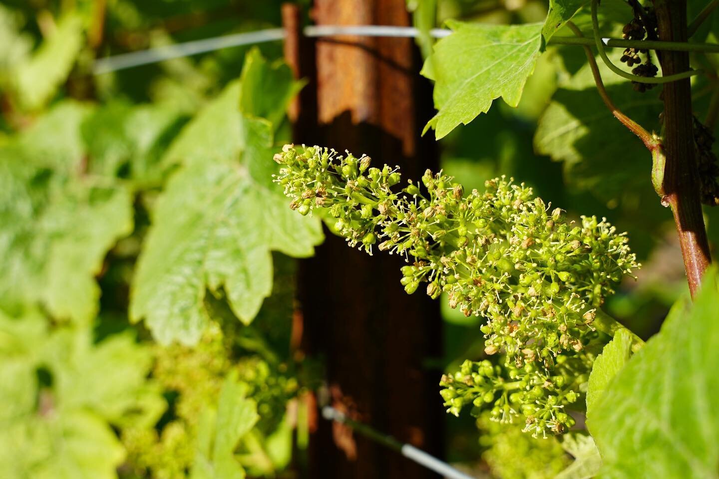 This years cooler than normal weather may mean a new Sparkling vintage. Vines are flowering weeks behind their normal schedule but what a sweet sight (and scent) they are.