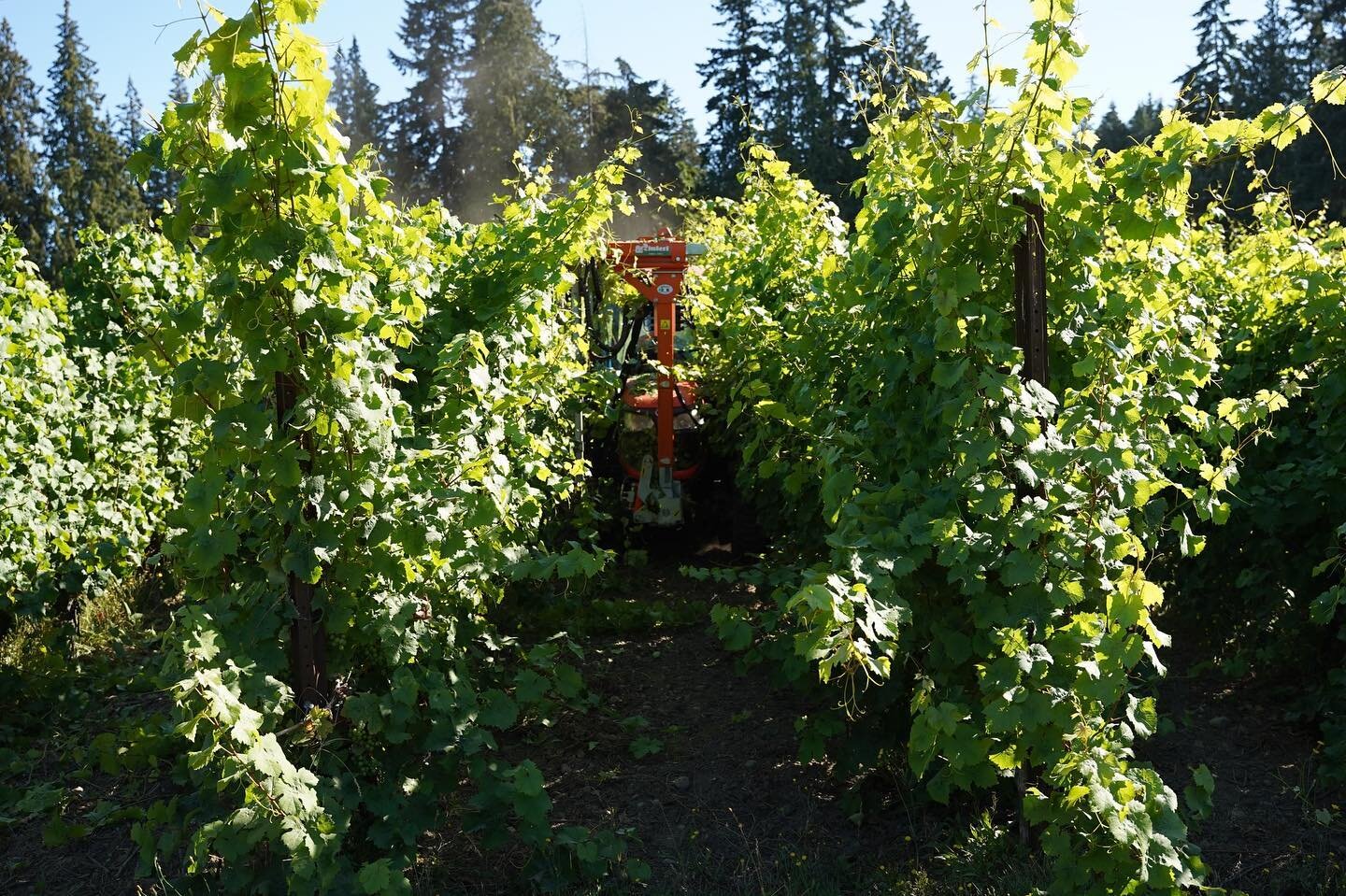 Hedging in the vineyard last week. After over a decade of walking up and down each row and manually trimming the vines with either a Christmas tree knife or gas powered hedger, we upgraded last year to a tractor trimmer. What a time and energy saver!