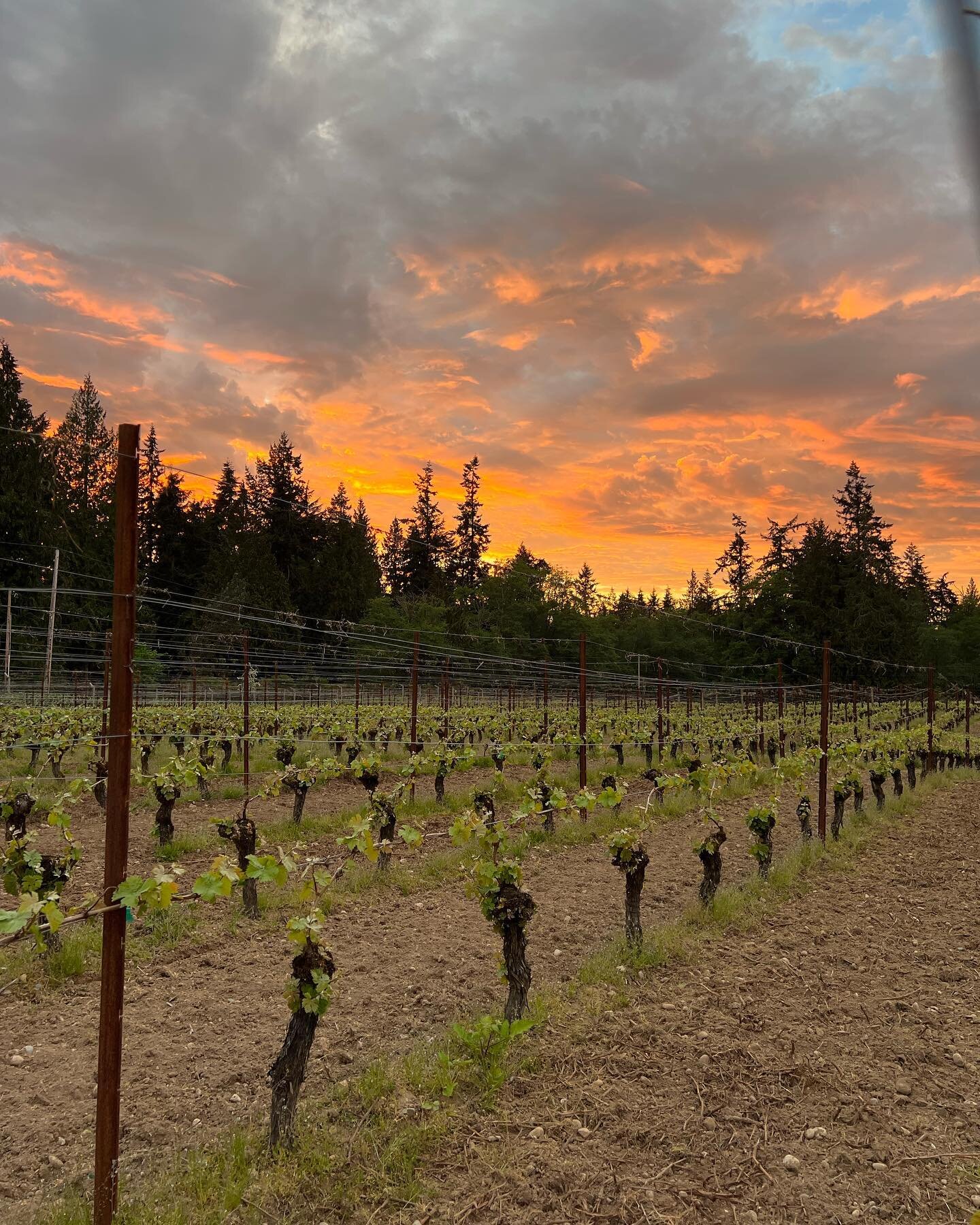 Long hot days in the vineyard turn into beautiful evenings.