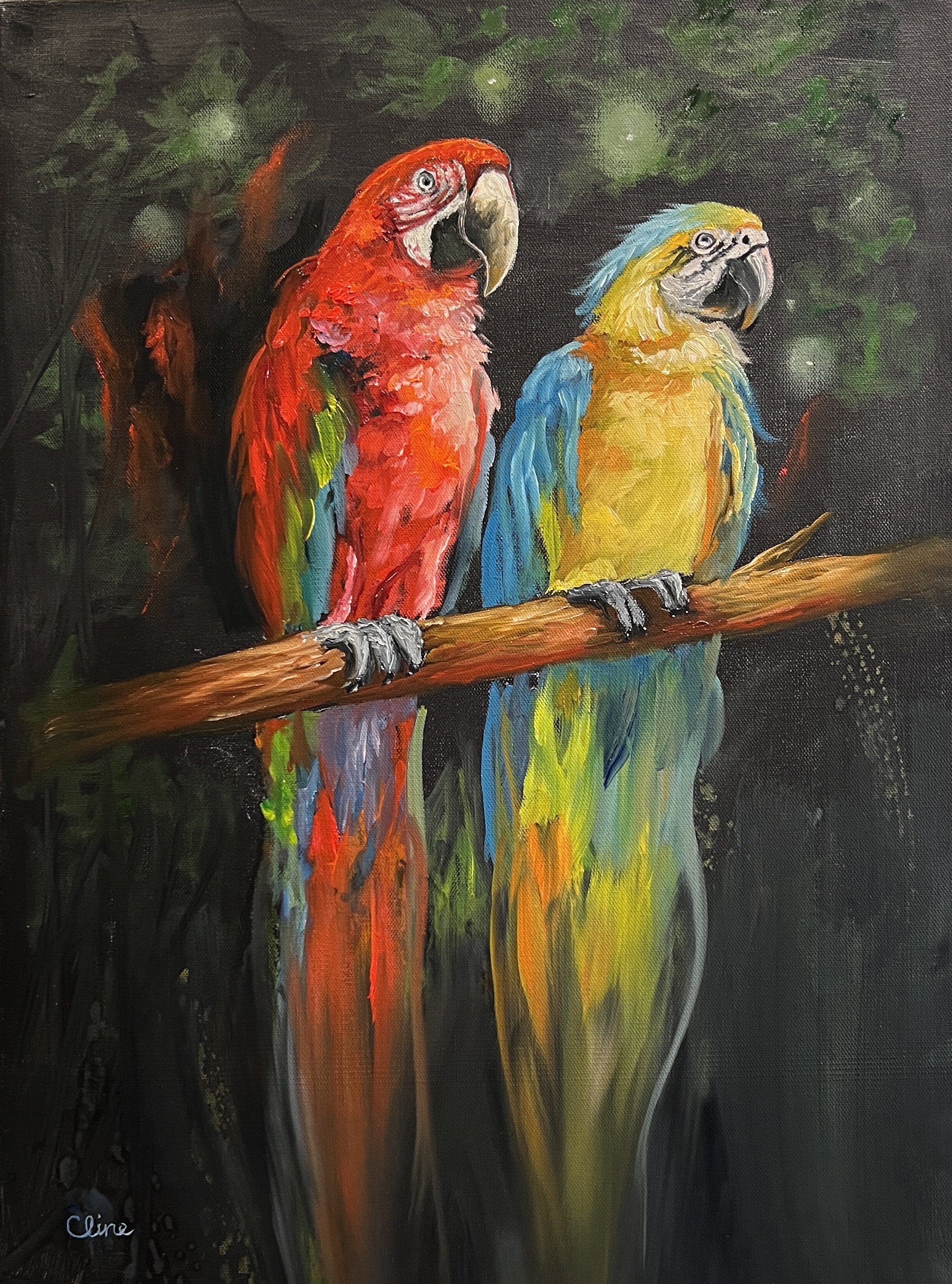 Macaws