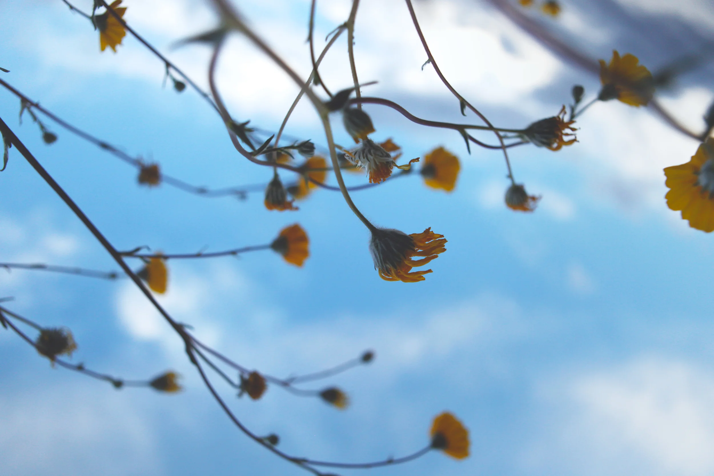 Death Valley 2016 - A Superbloom
