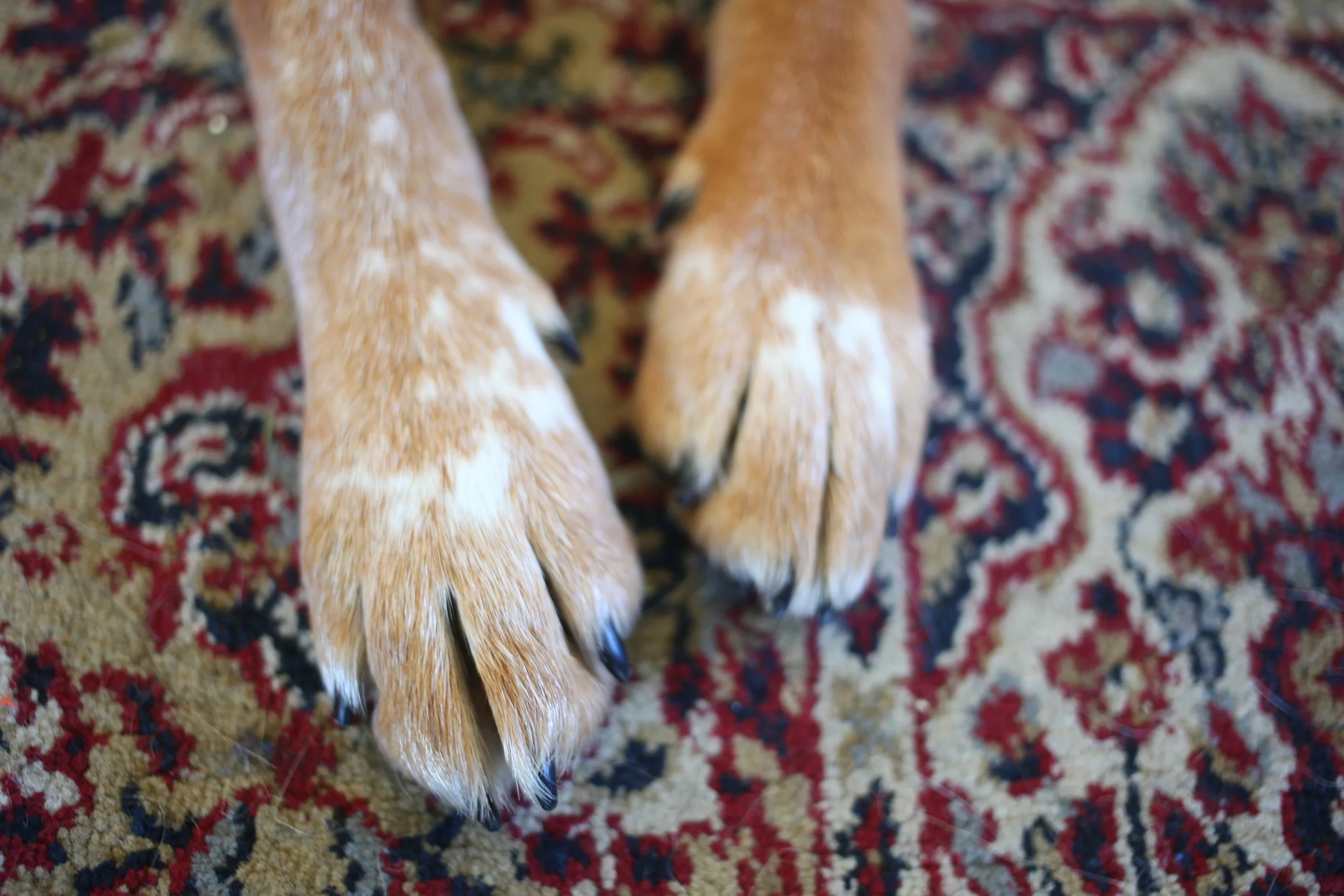 Dog Paws