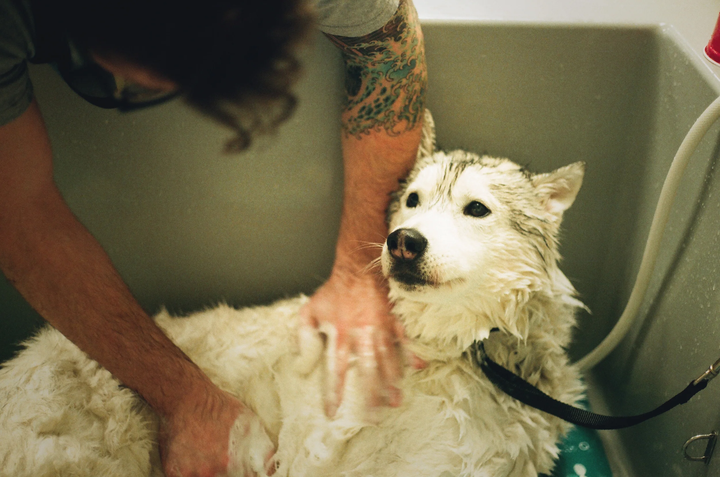  Husky Bath 