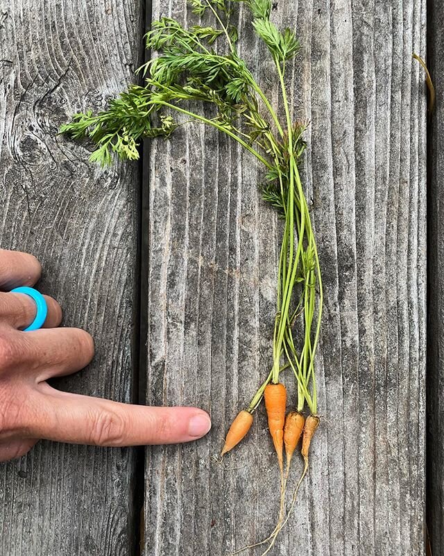 Baby carrots.