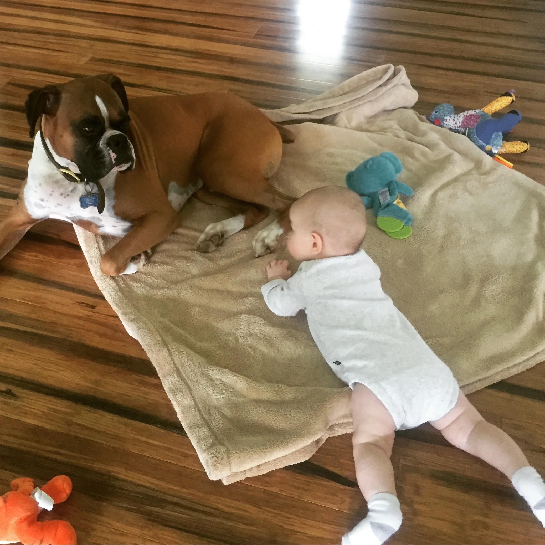 pet gear tote bag pet carrier