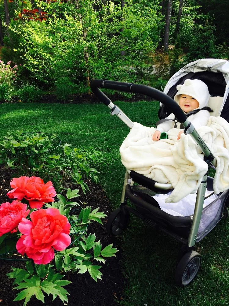 Darling Lily, seen here at her first Spring.
