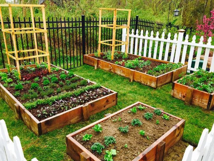 Douglas Fir Raised Beds