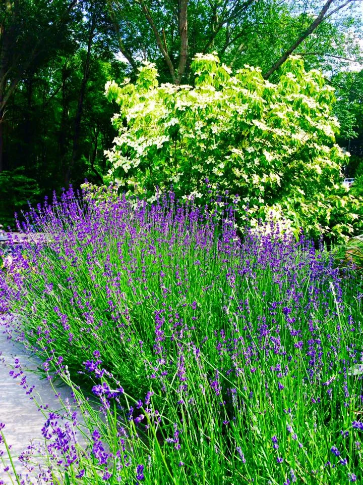 Lavender Patch with Kousa Dogwood