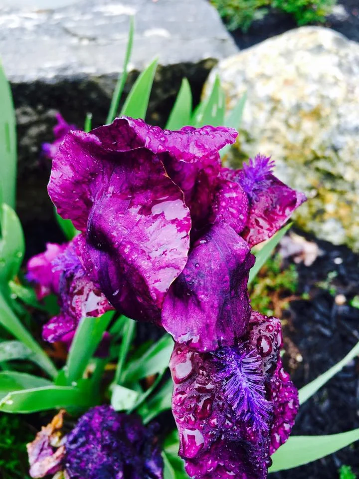 Purple Iris