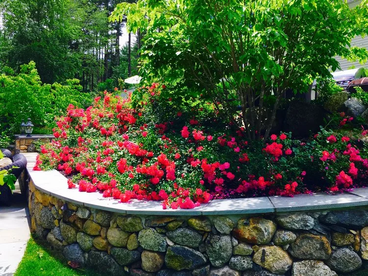 Roses on a Hillside stone wall