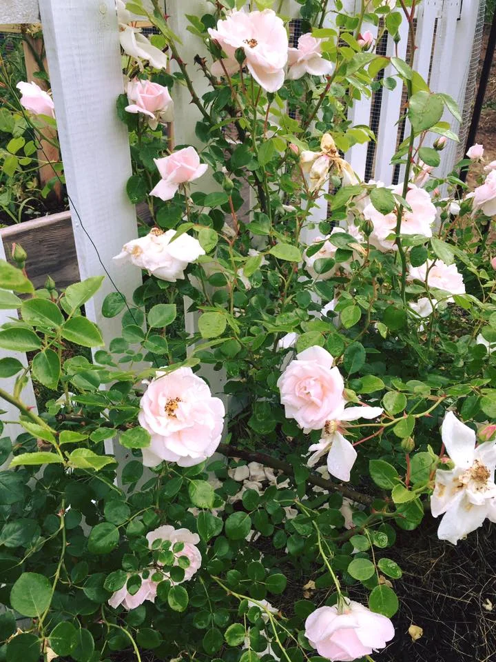 Climbing Roses on Picket Fence