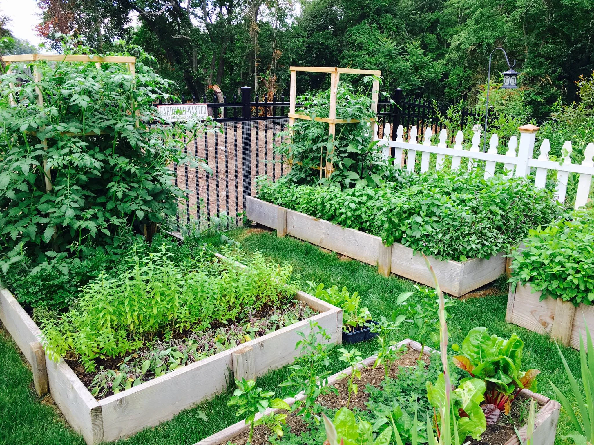 My small veggie garden