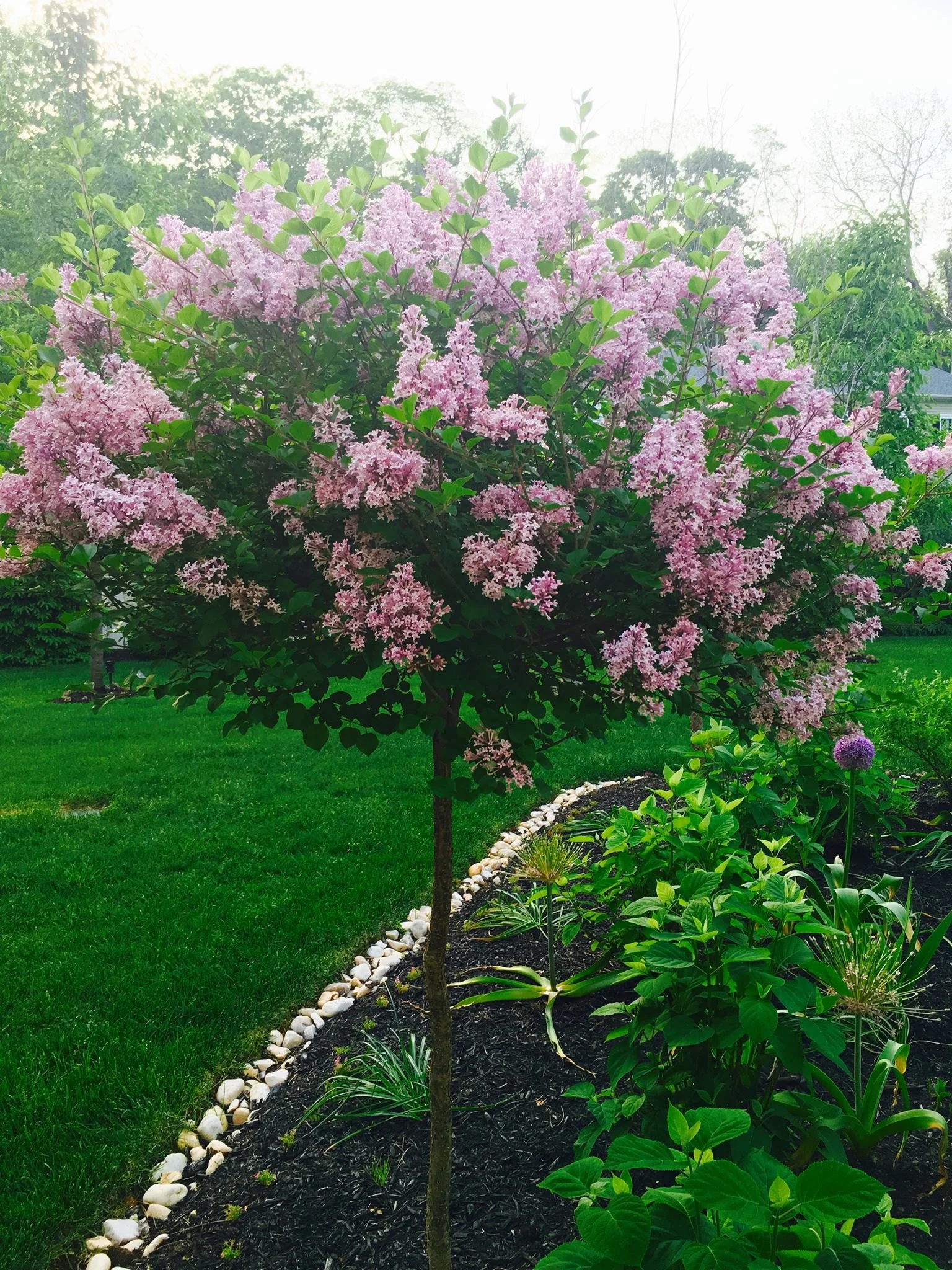 Meyeri Lilac on a Standard.