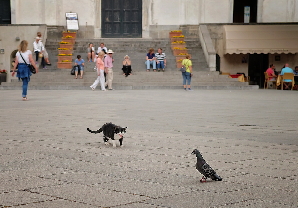 Italy street animals 1.jpg