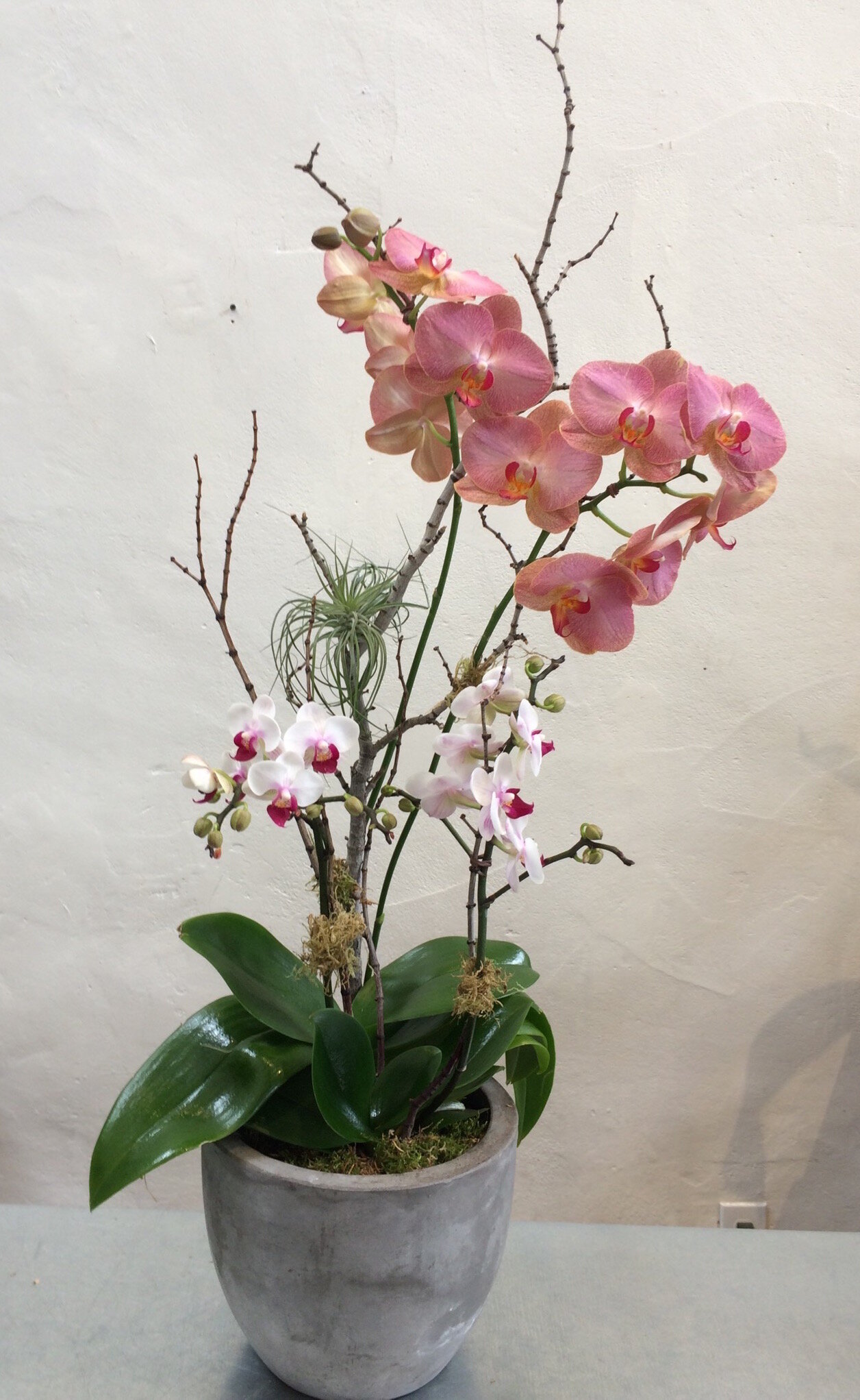 Orchid Garden.jpg