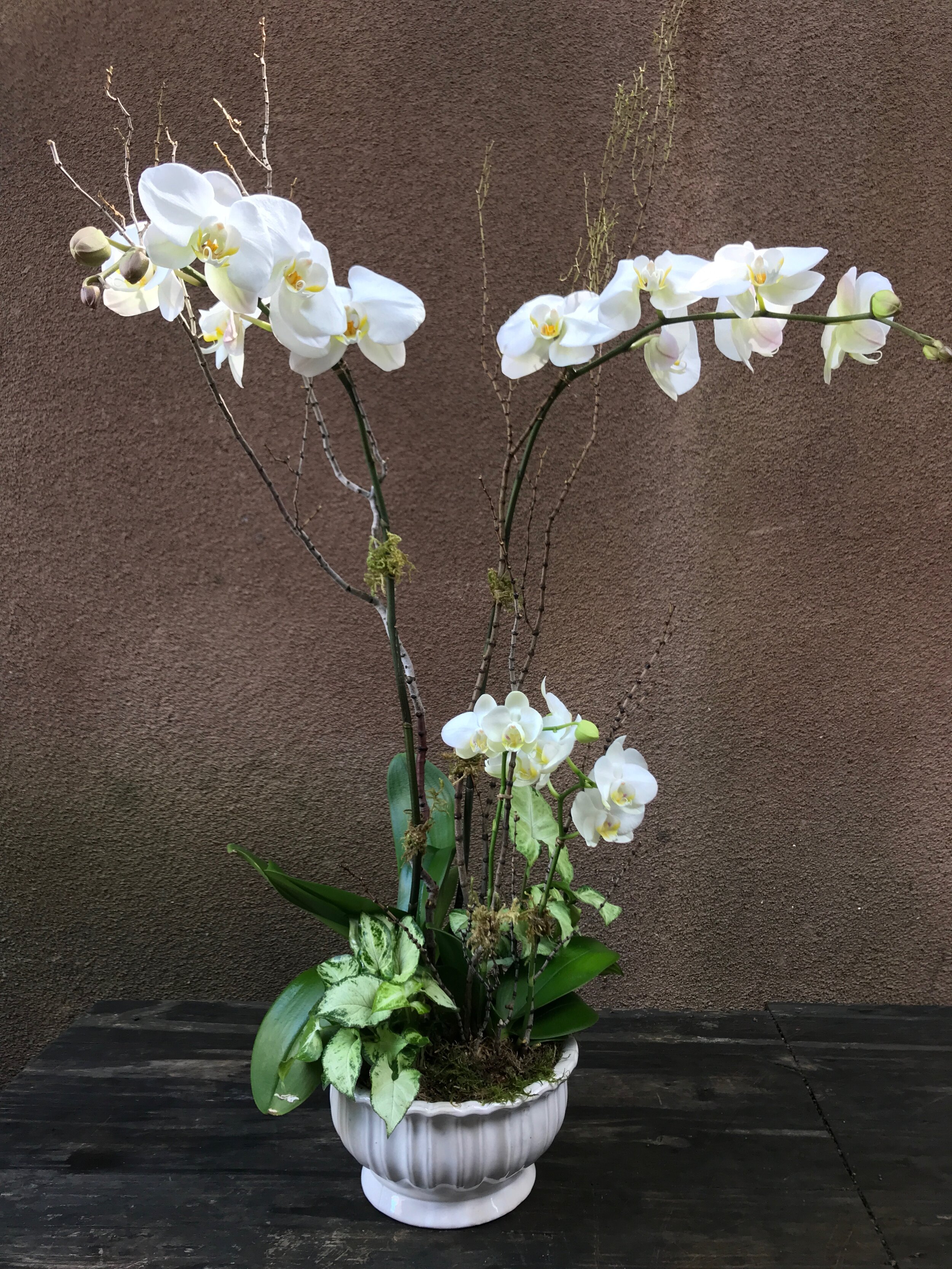 White Phael Garden.jpg