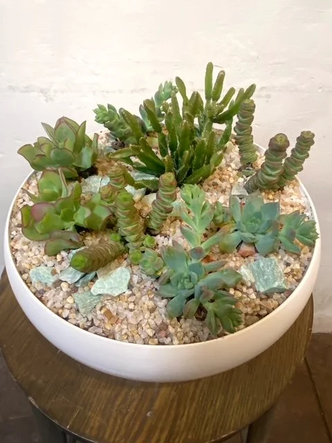 potted succulent plant Potted Succulent Plants – Stylish & Low-Maintenance Greenery main image 1