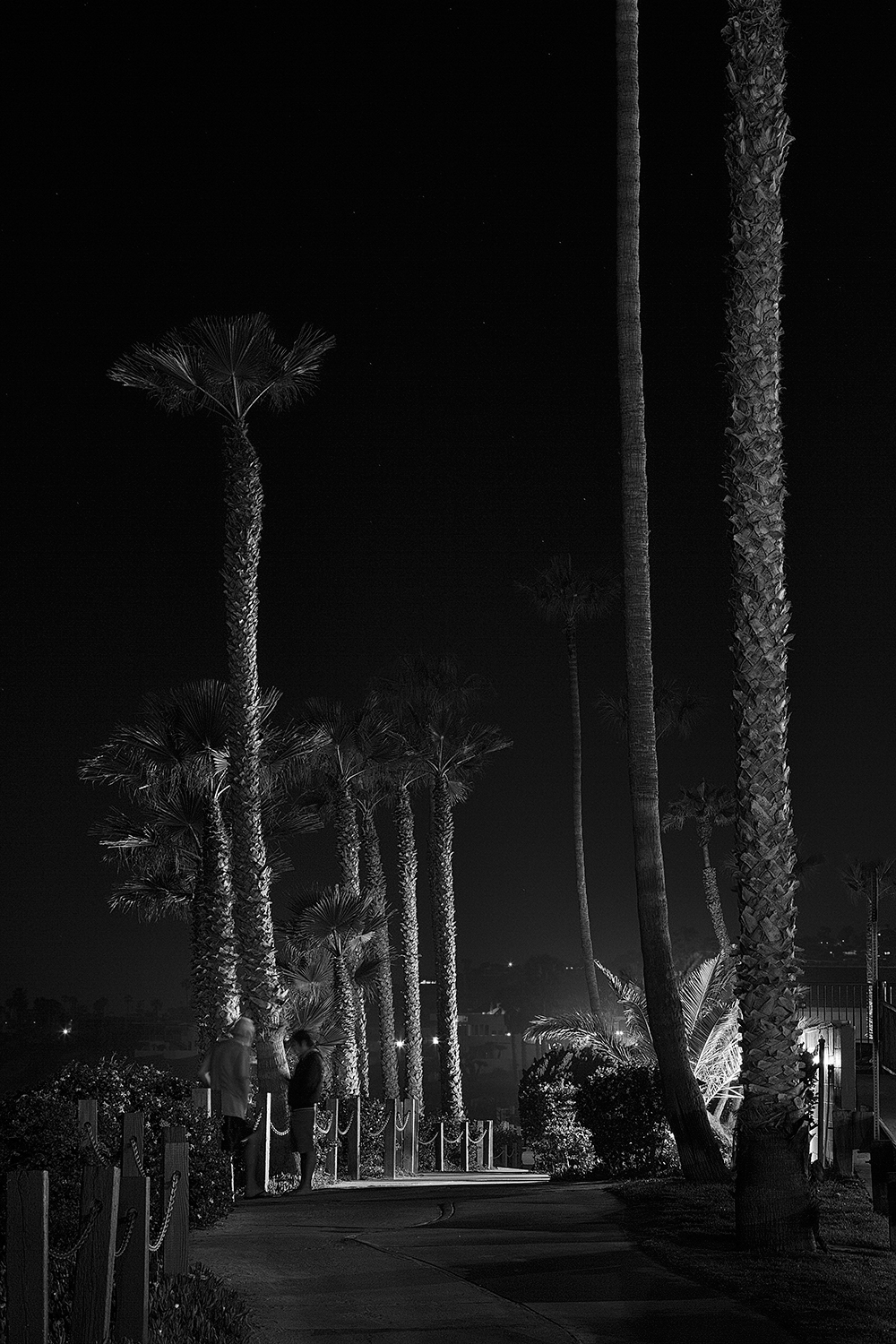 Night Palms
