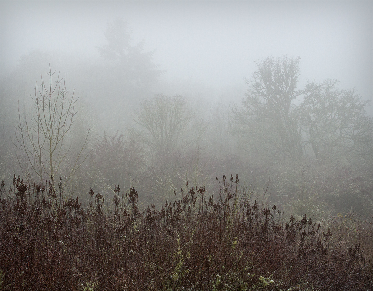 Foggy Winter Meadow