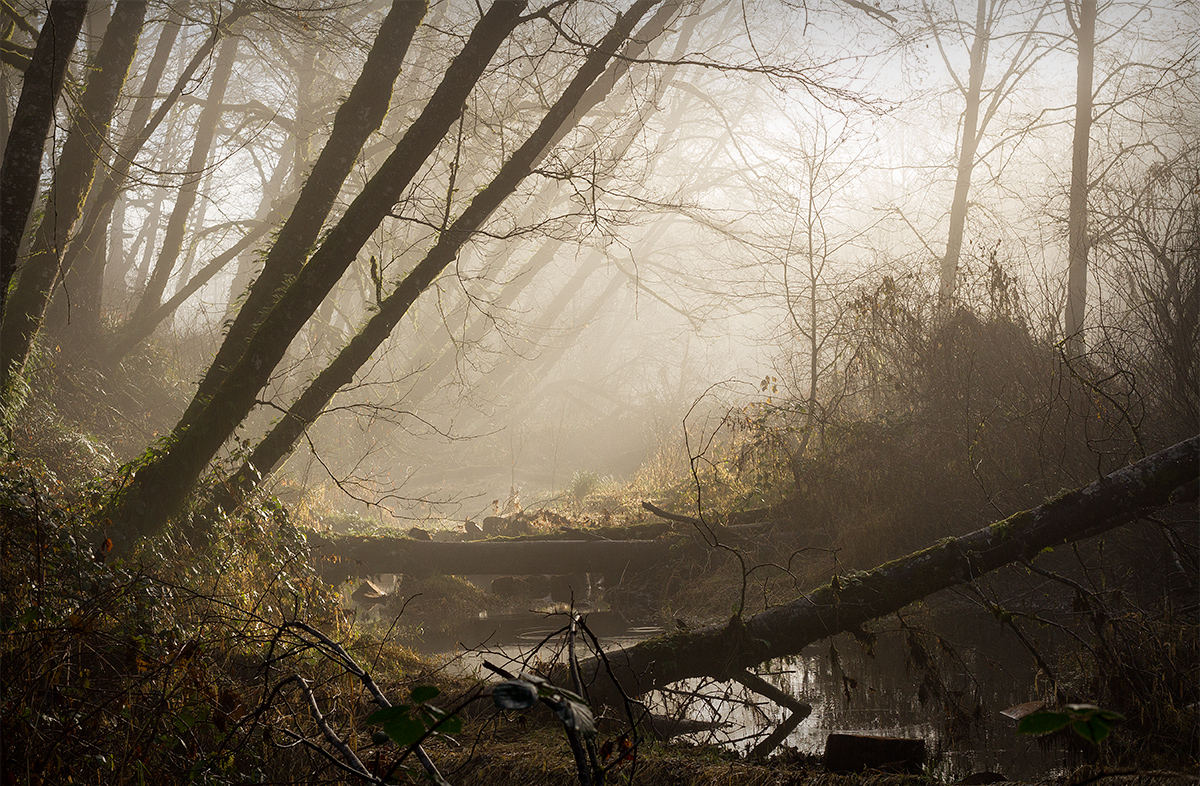 Slough in Fog