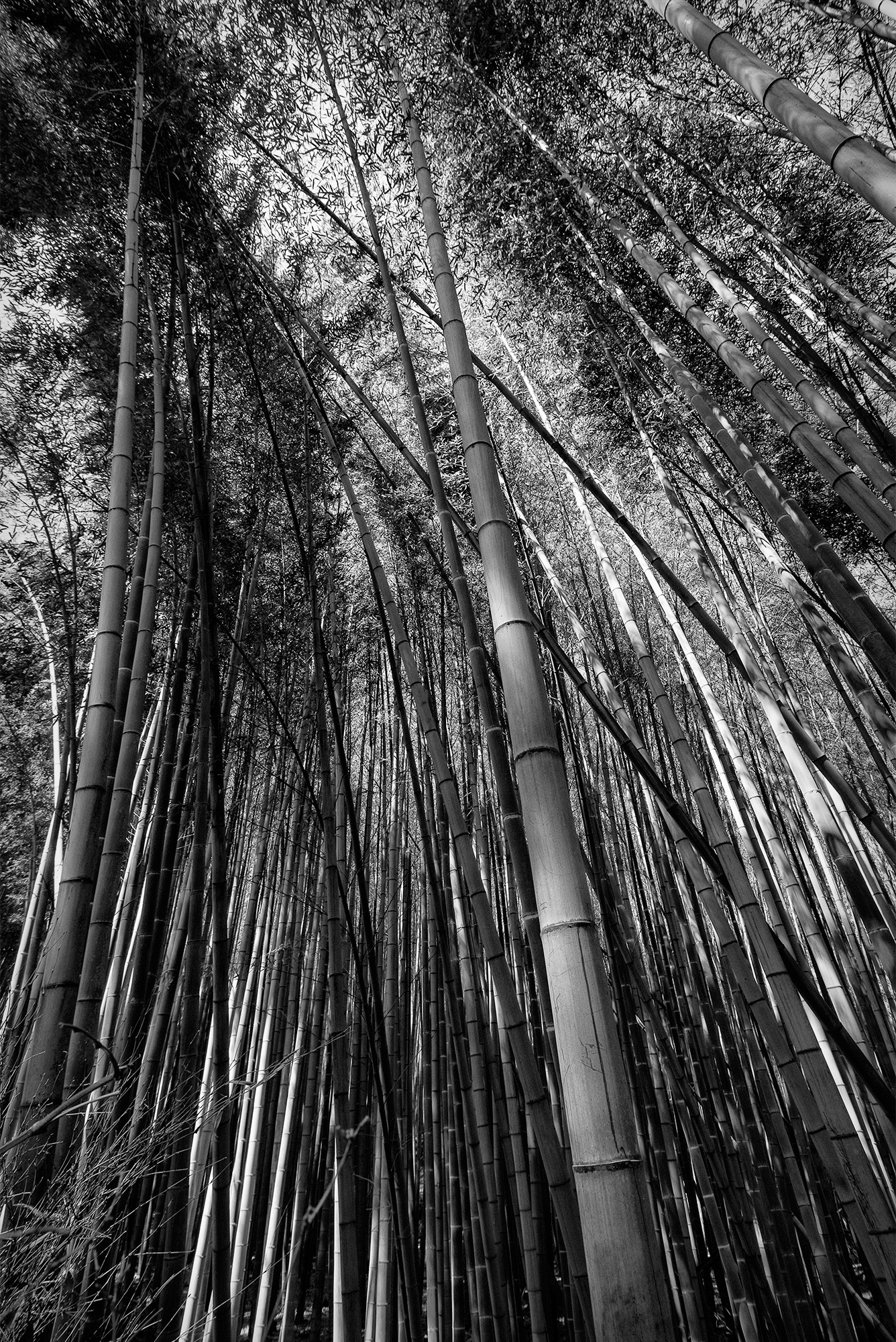 Arashiyama Grove