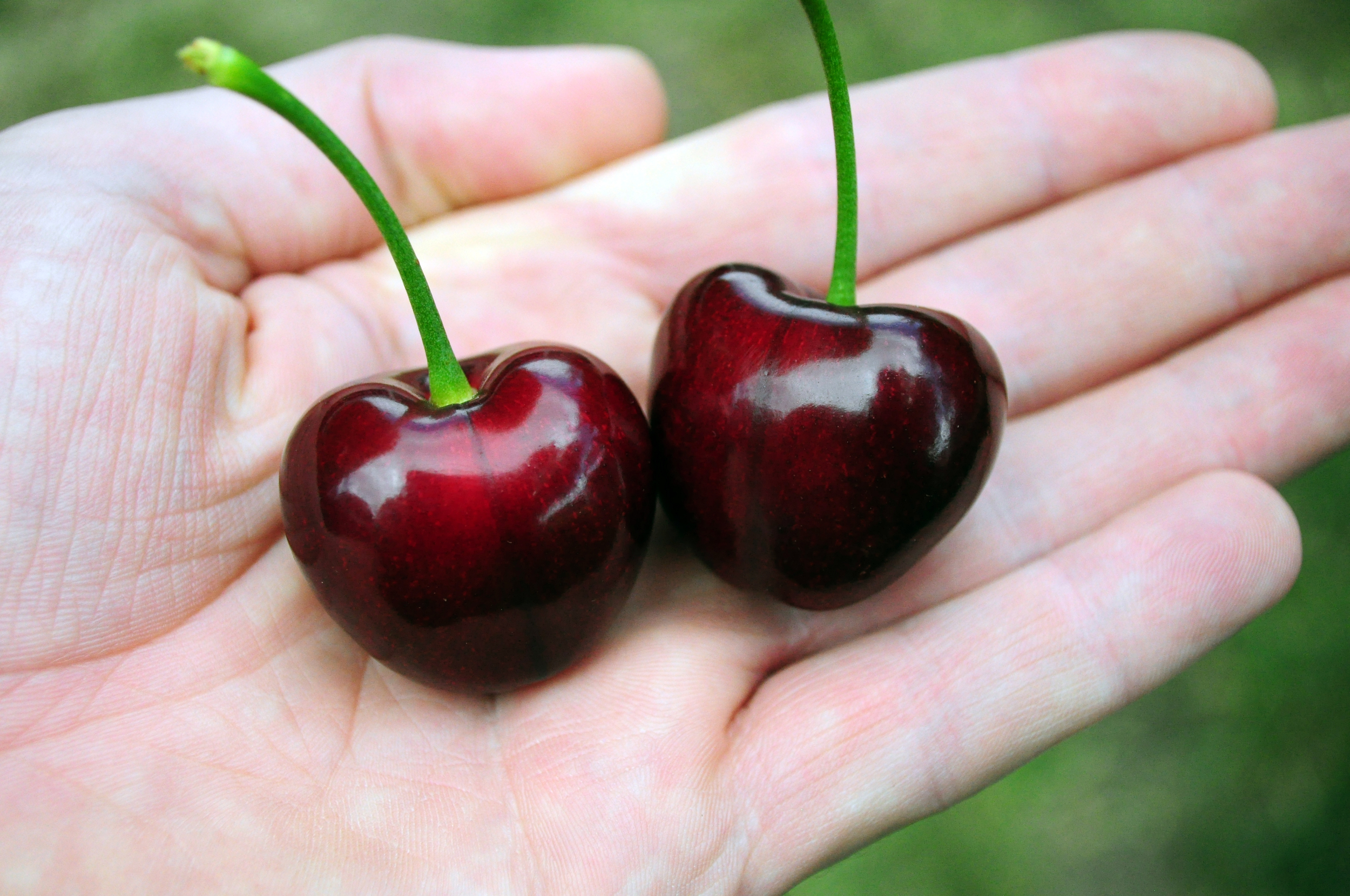 Glacier cherries - the big ones!