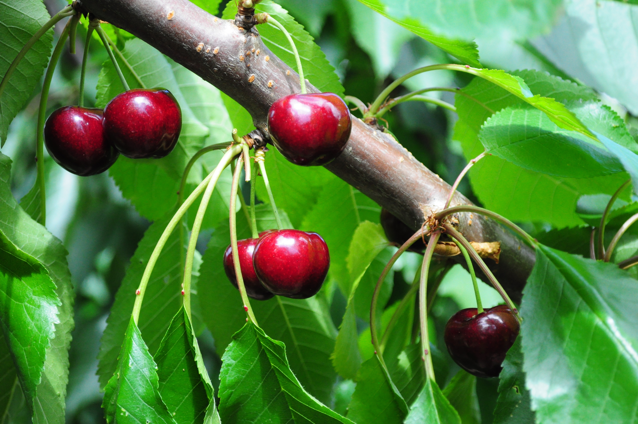 Cherry fruit on tree