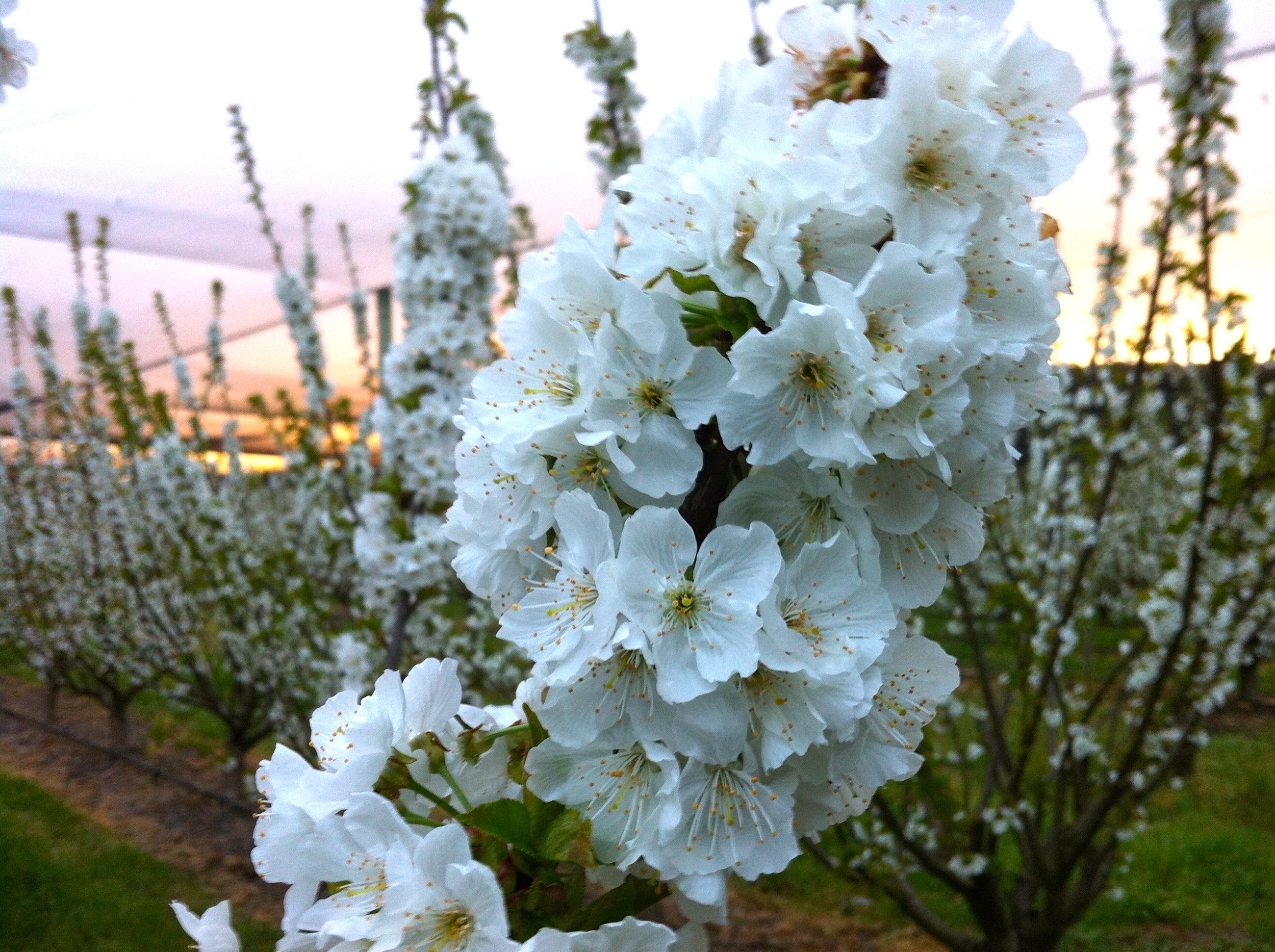 Cherry Blossom