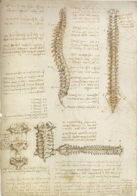 spine.jpg