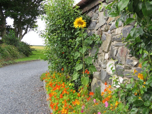 Photos from Moira Taylor of her Nevis All Energy sunflowers.