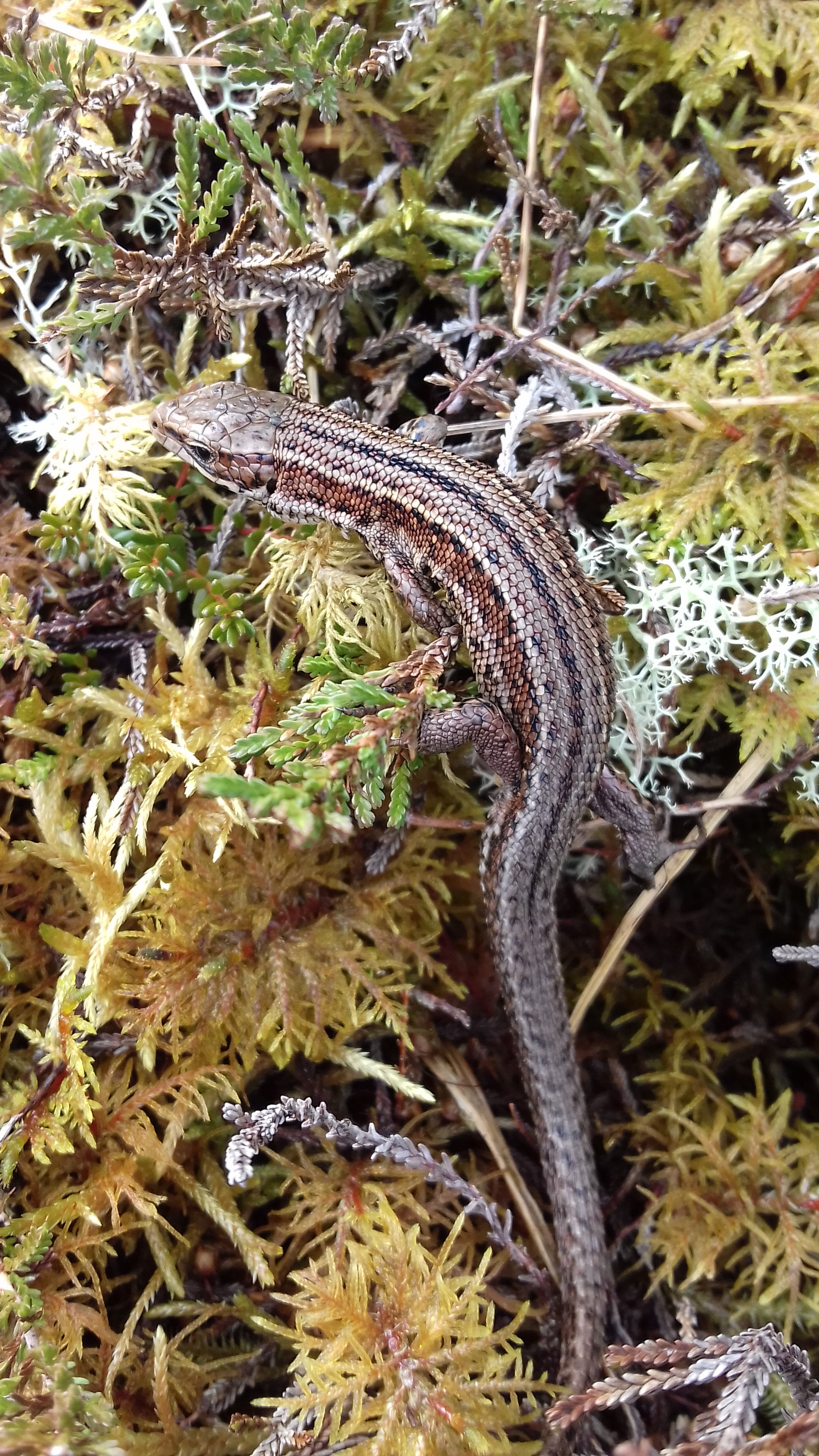 Common Lizard.jpg