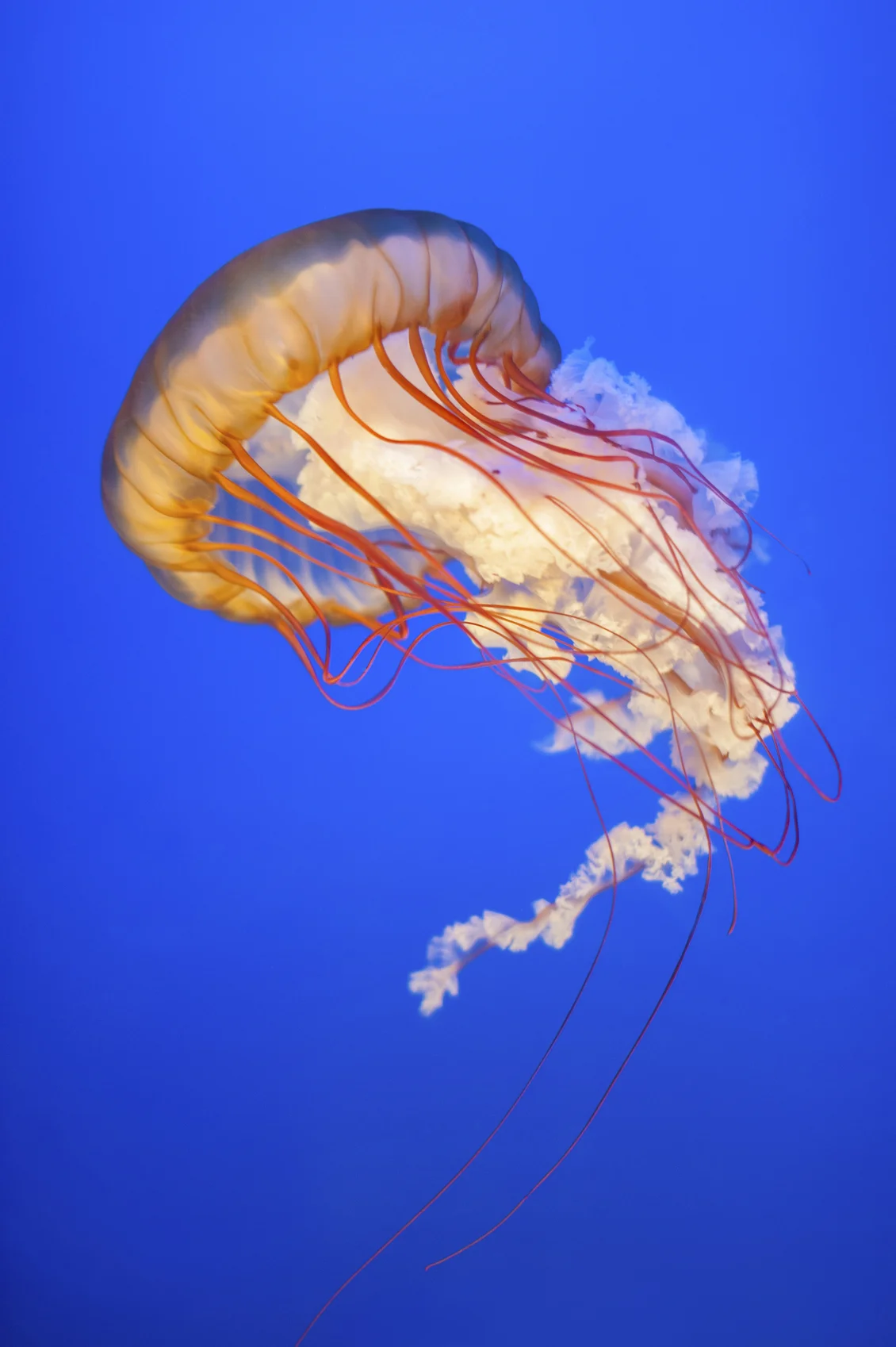 Jellyfish.jpg