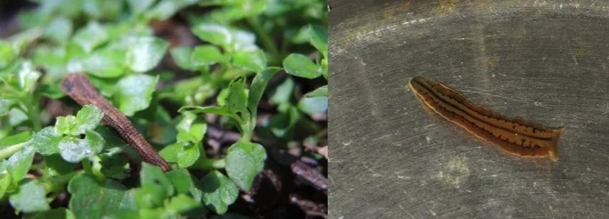 Land leech evolution