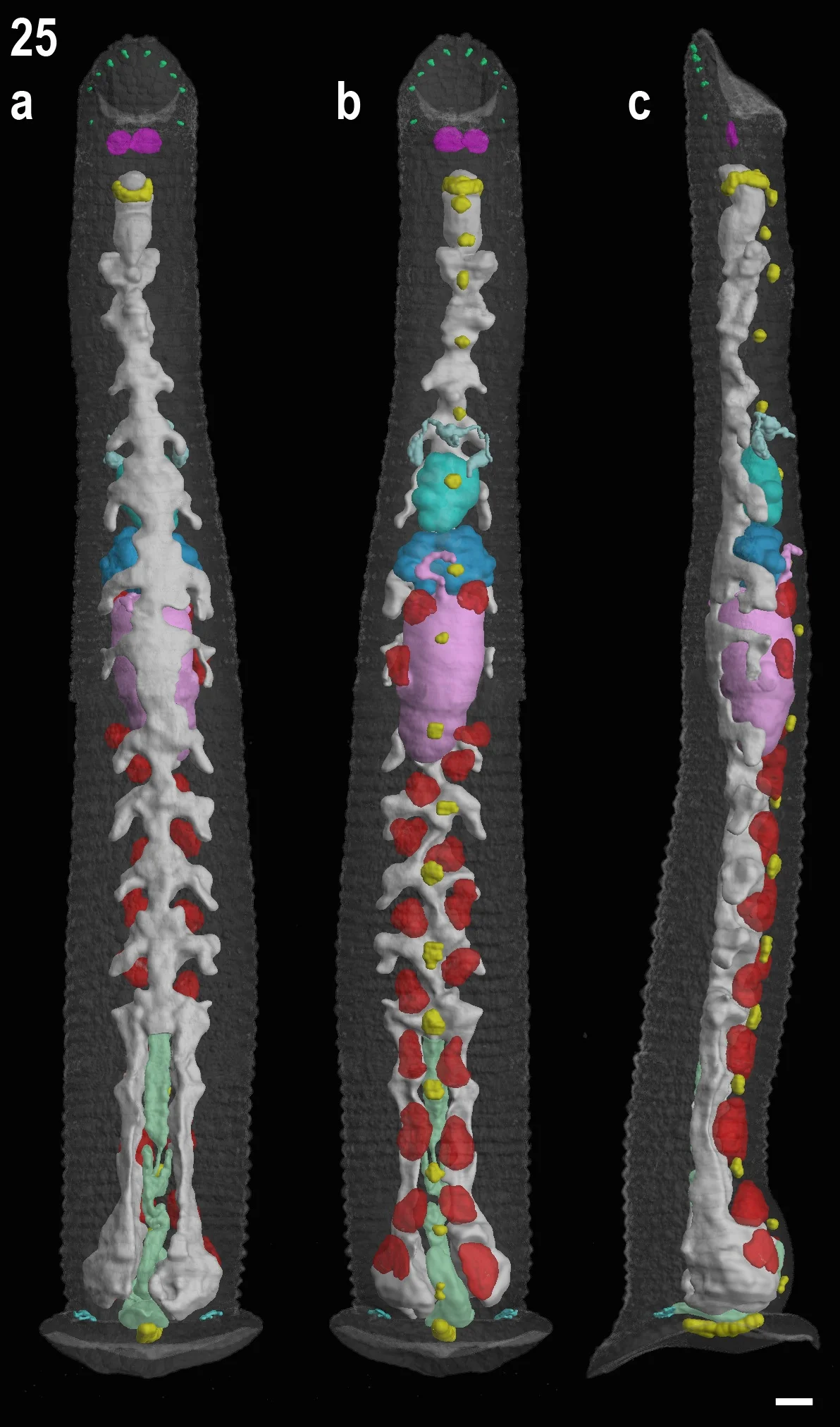 CT scanning tiny leeches