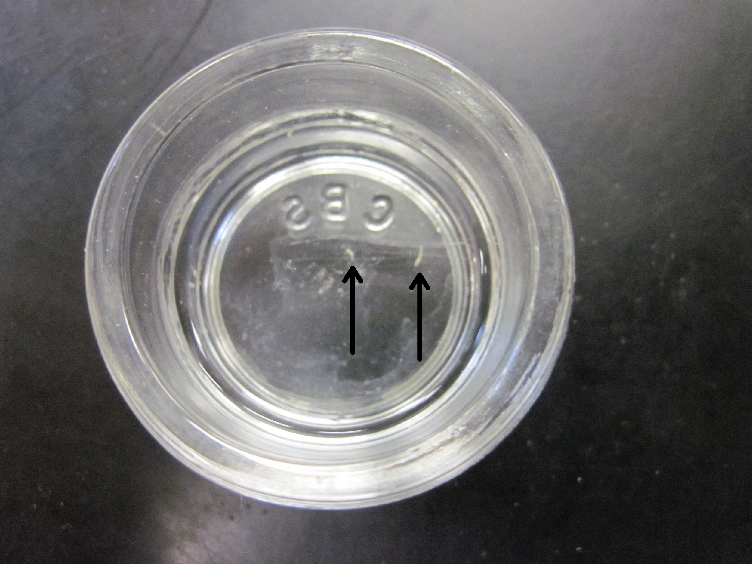 Arrows pointing to crayfish worm (Cambarincola fallax) in a tiny dish - Maine