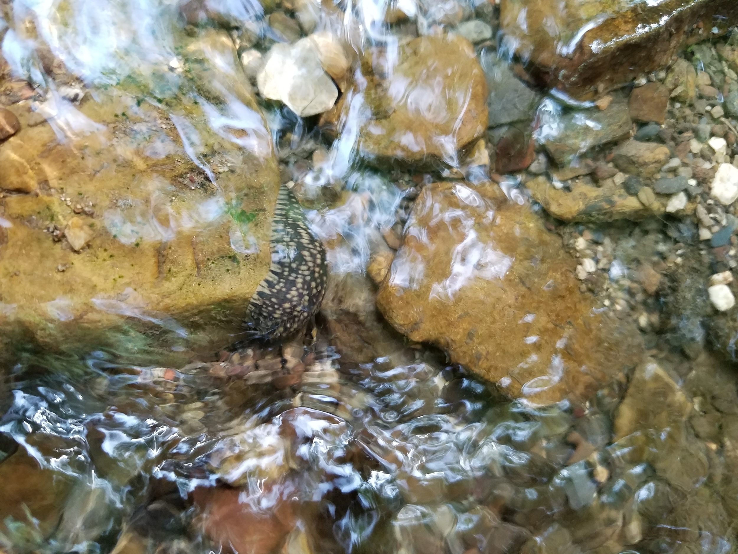 Placobdella leech in a stream - Arkansas